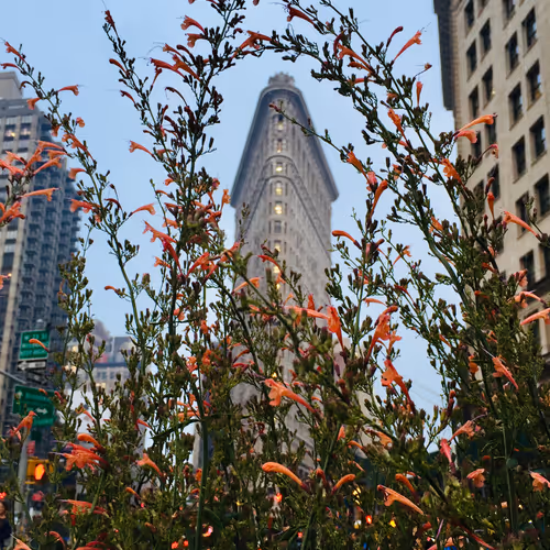 flatiron framed by nature
