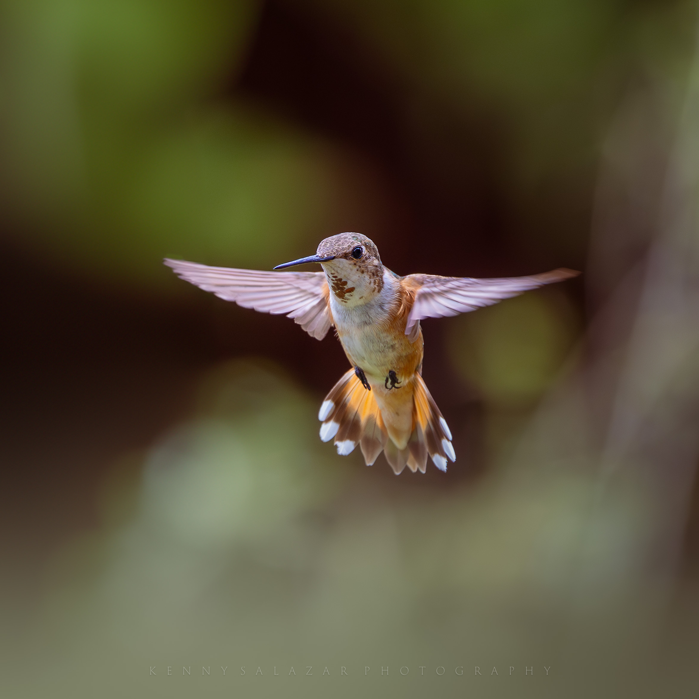 Spread Your Wings