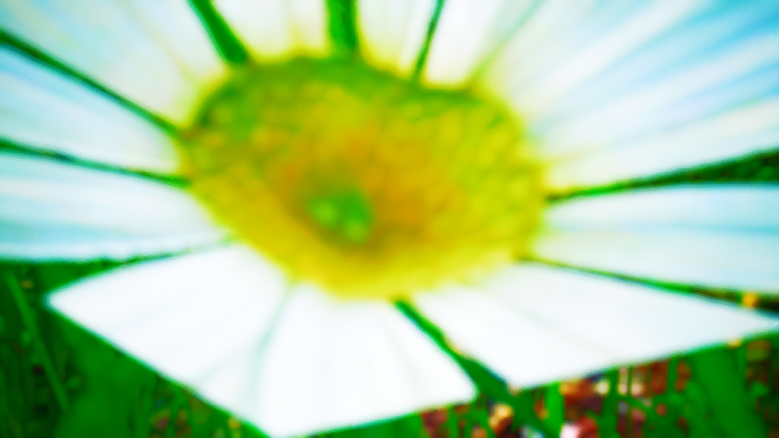 2024 12 27 13 43 20 3751907 (Daisy)