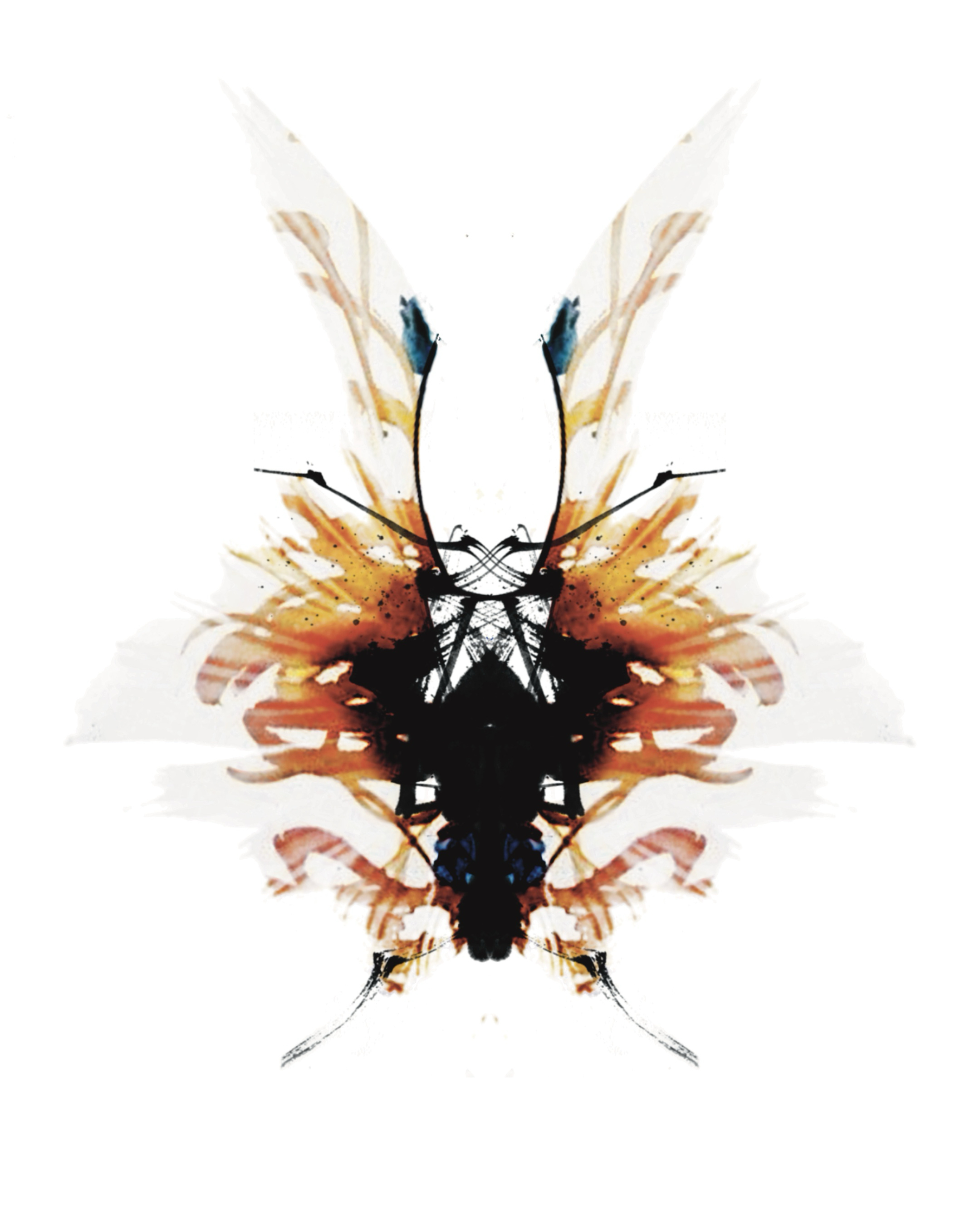 ./insecta_