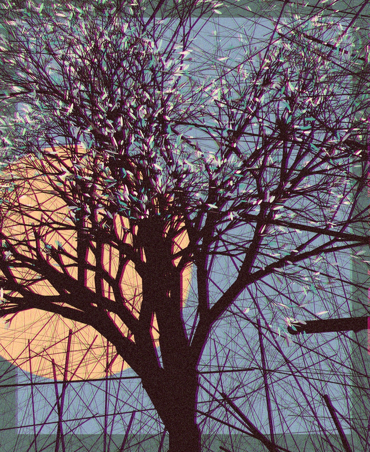 A Portrait of the Tree