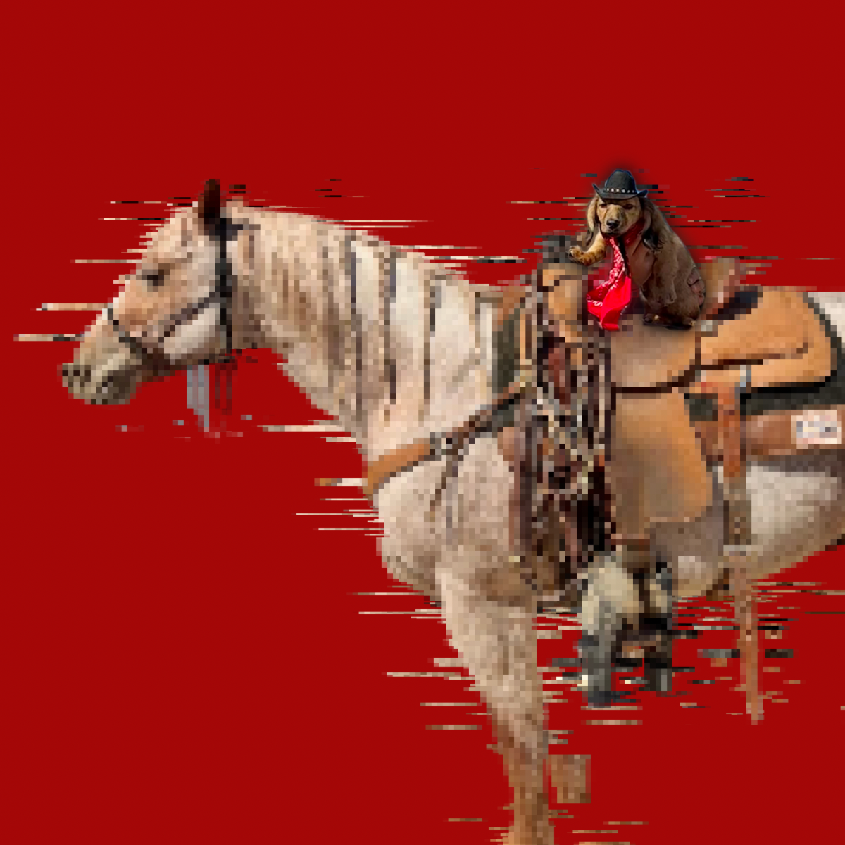 My First Rodeo