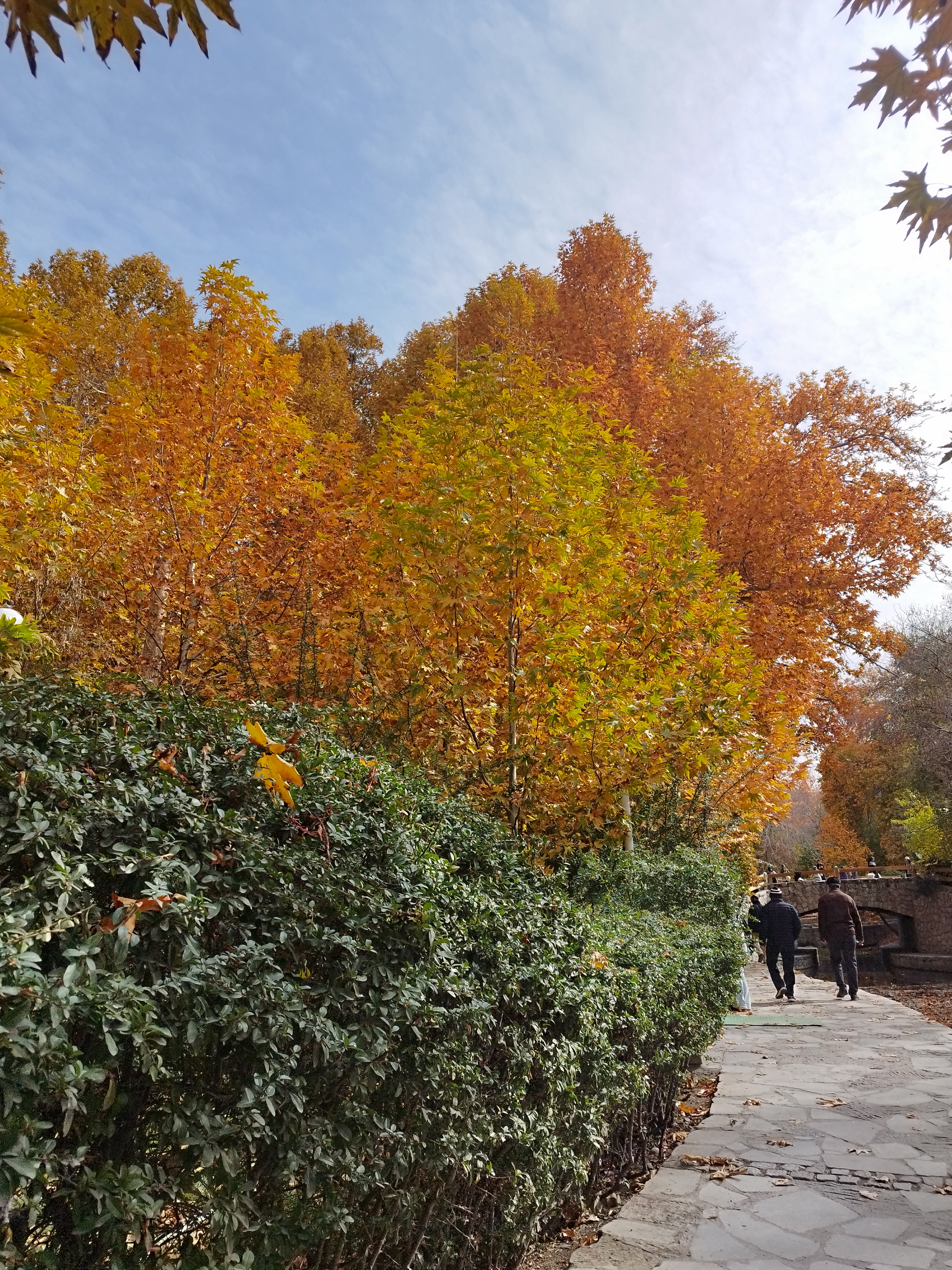 Autumn vibe #23