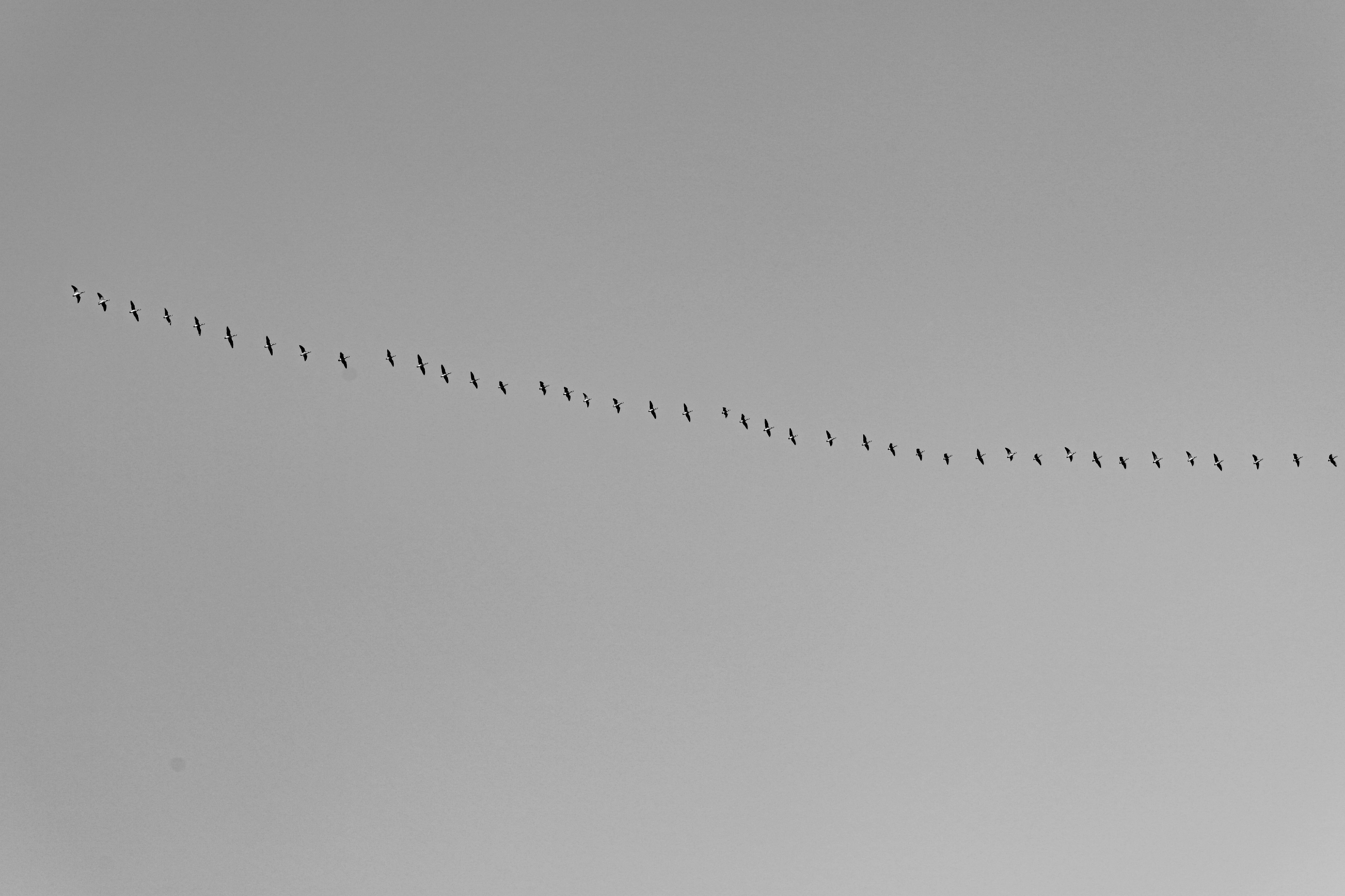La Grande Migration