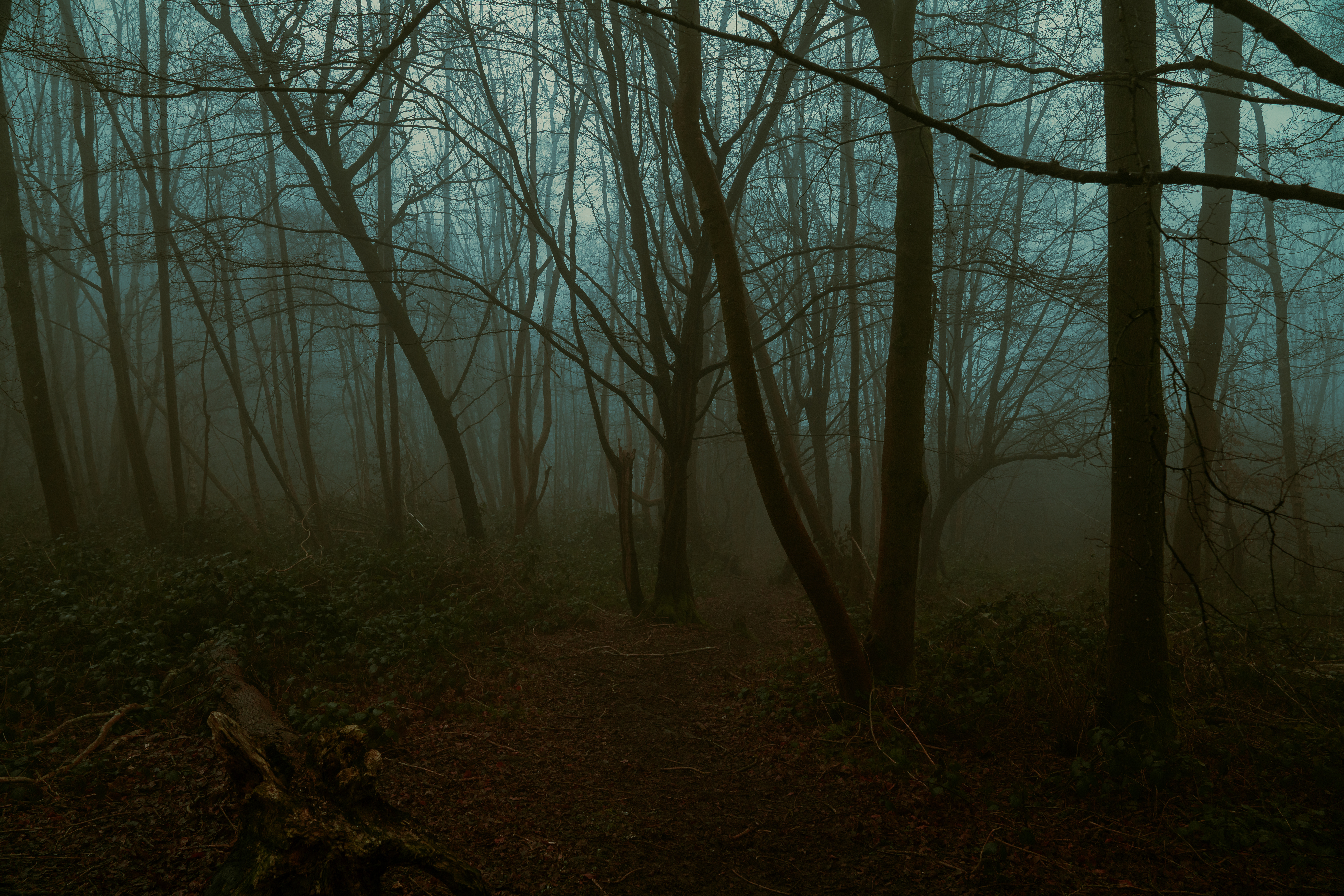 lost in the woods