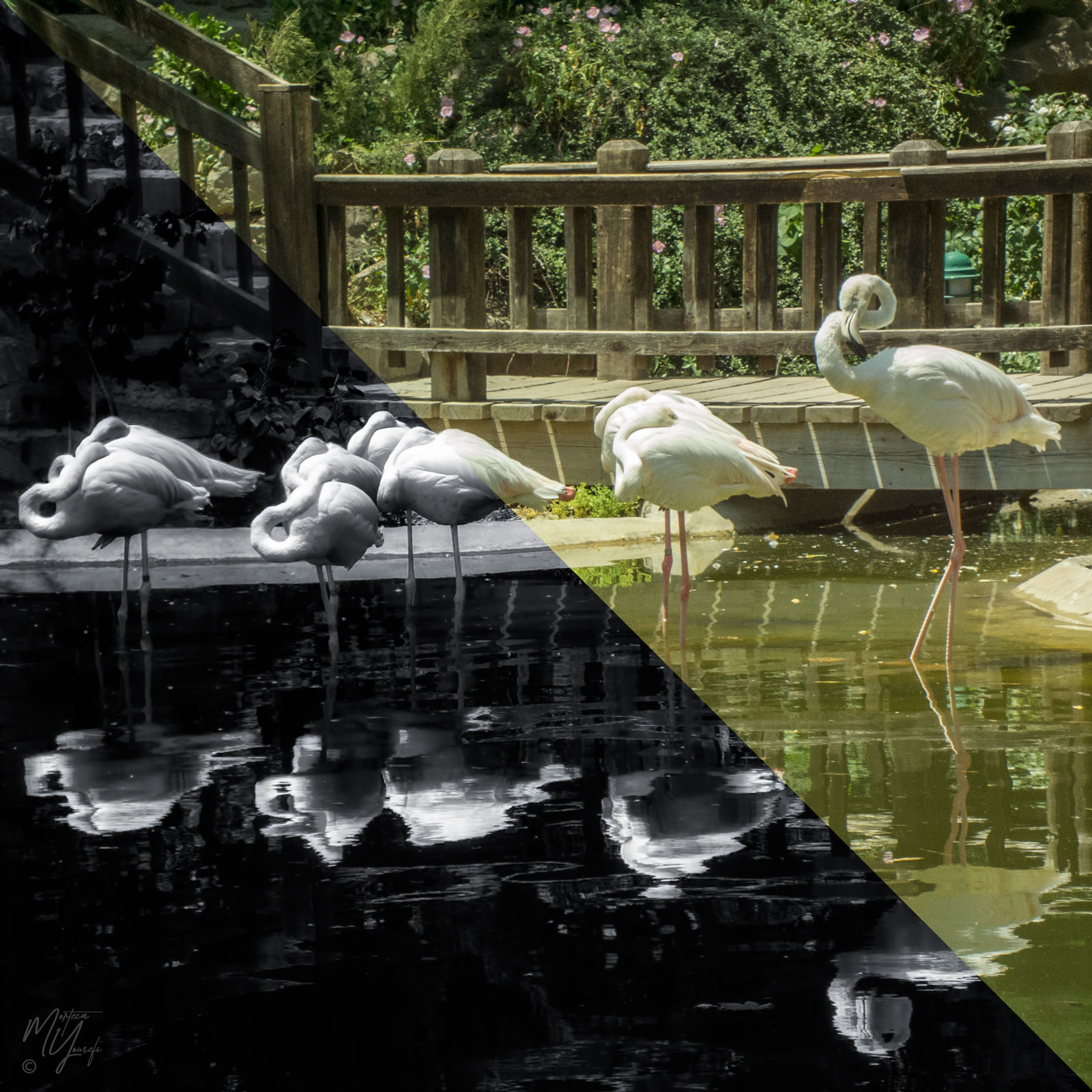 Dream Reflection #193