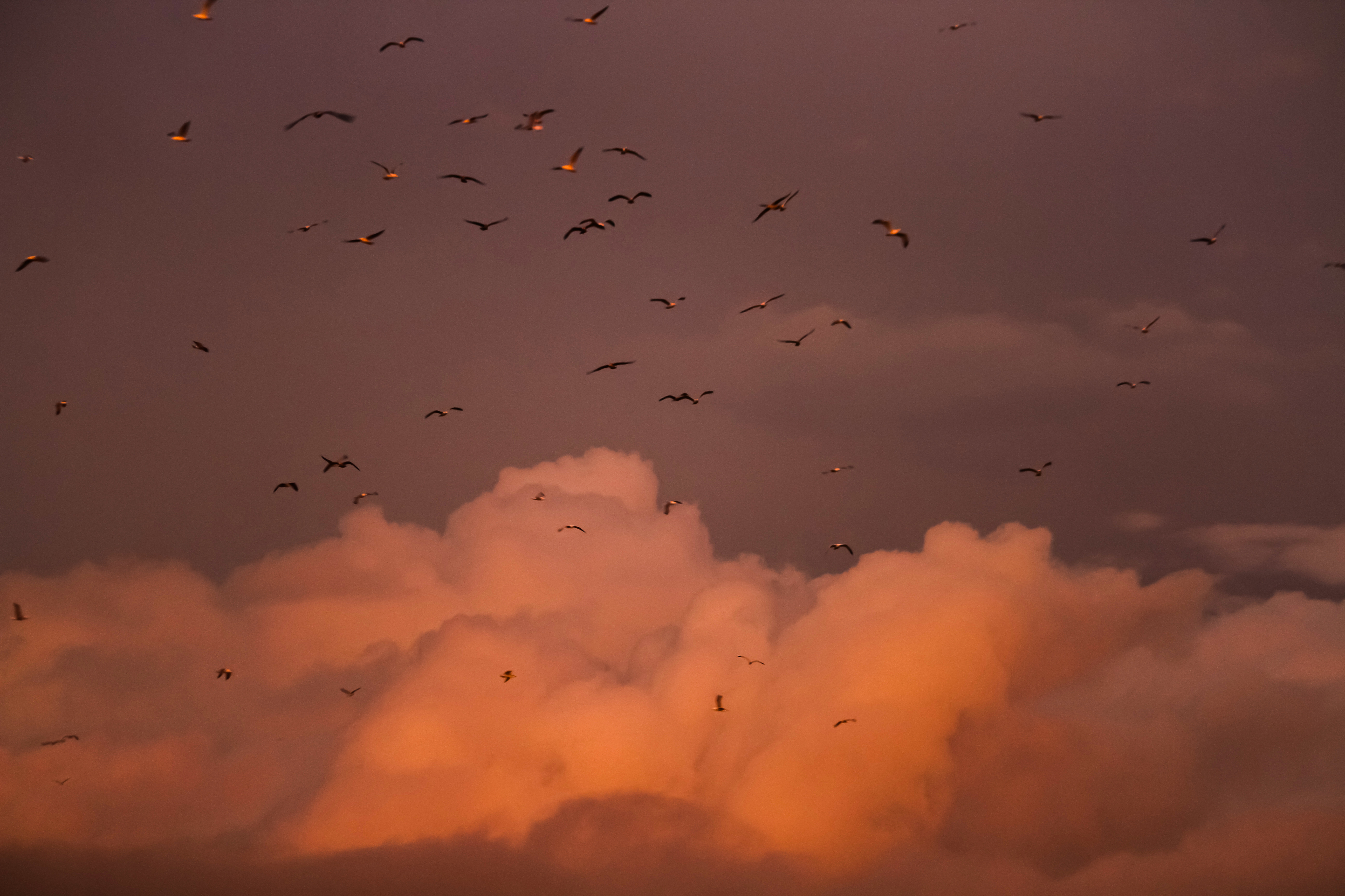 Wings Beneath the Sunset Veil