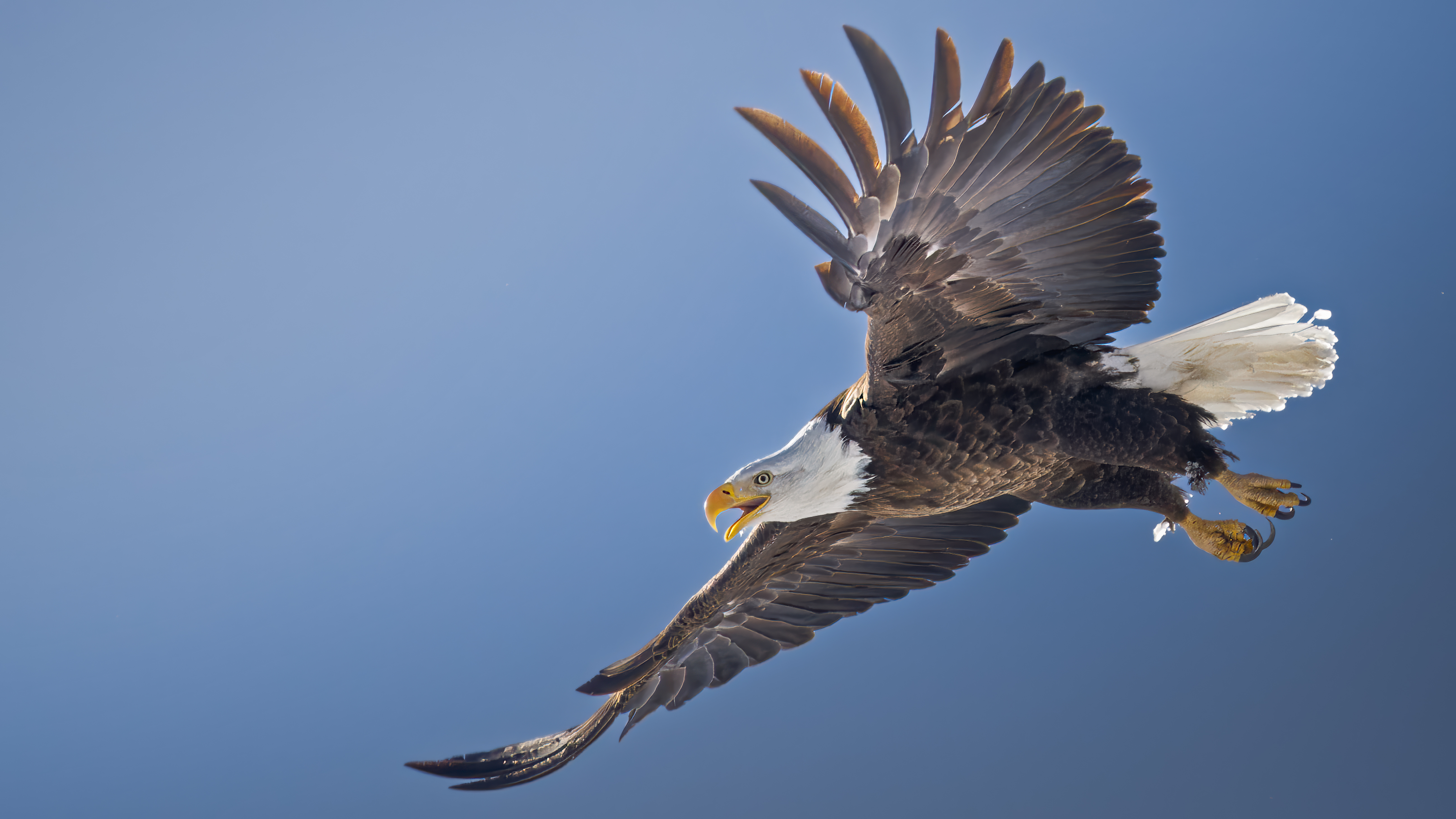 Screaming Eagle