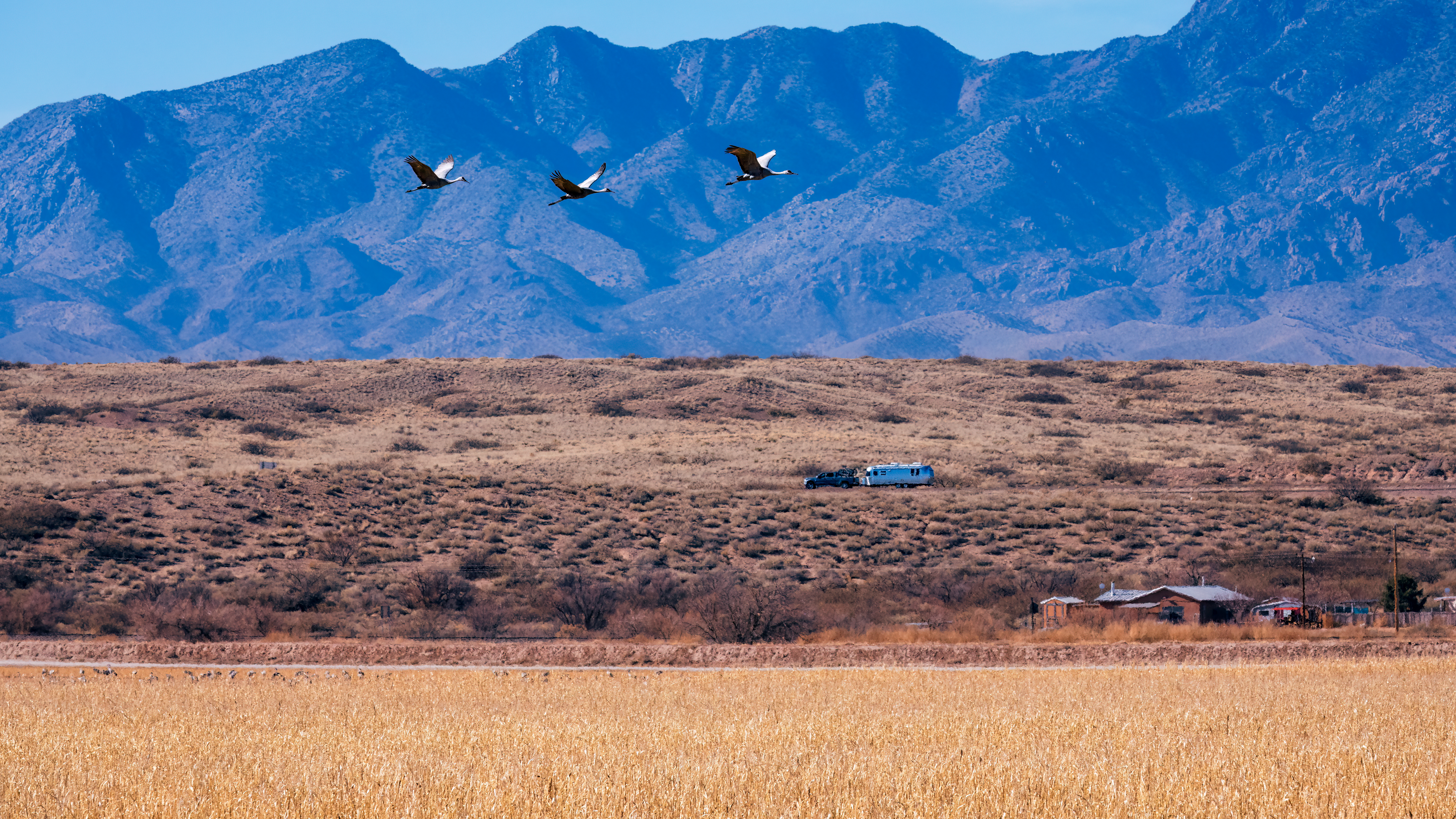 Snowbirds