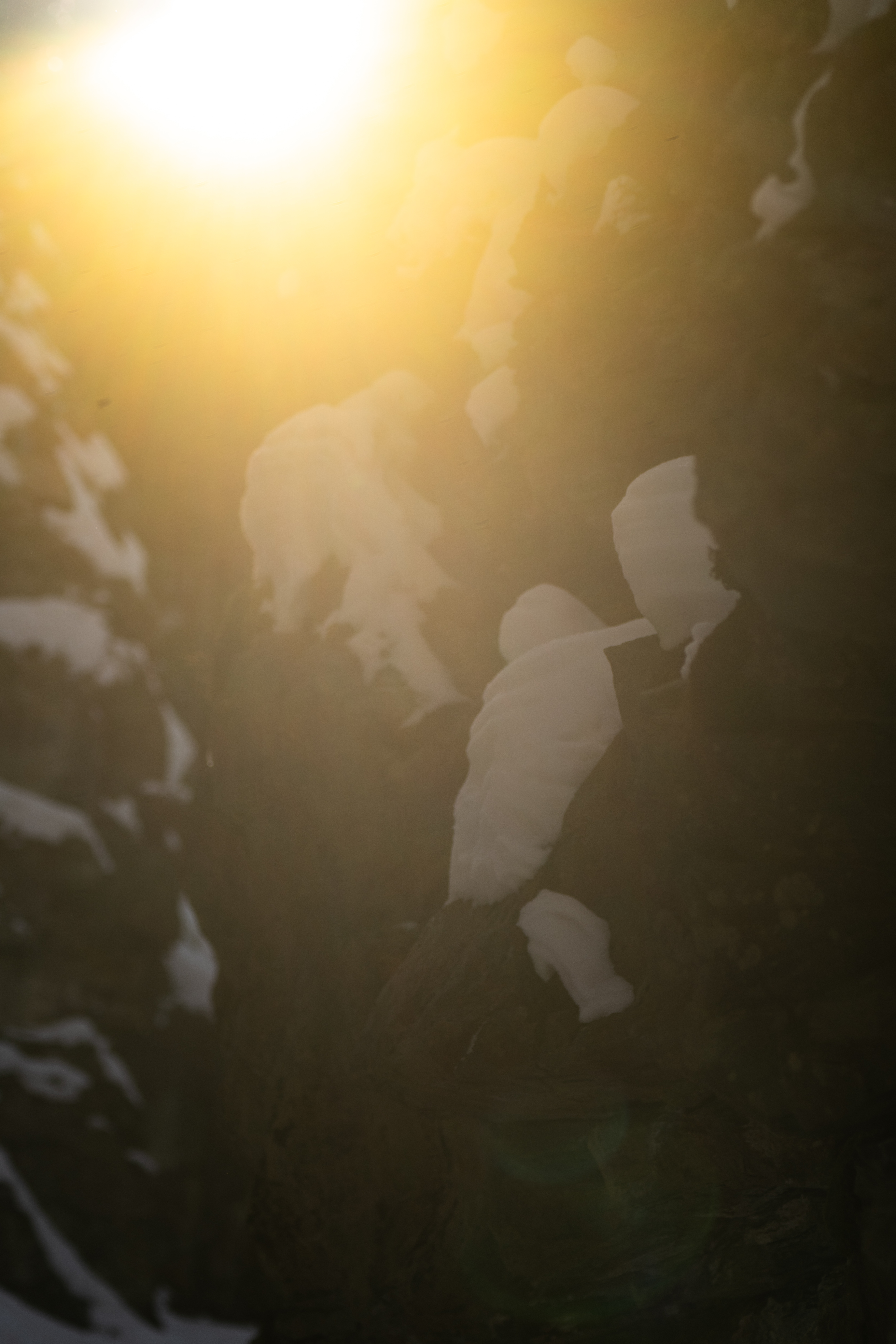 blinded by the light