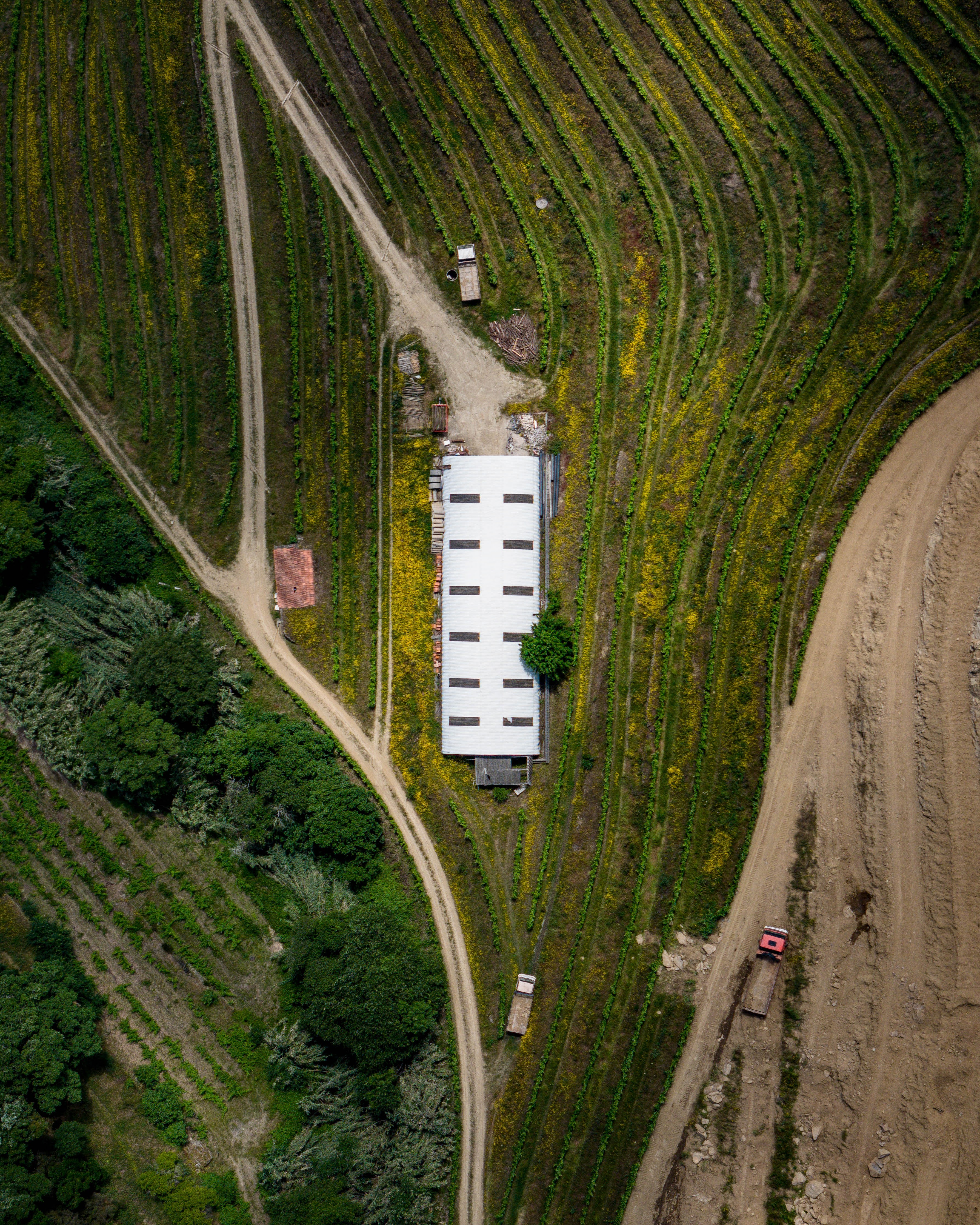 Grape factory