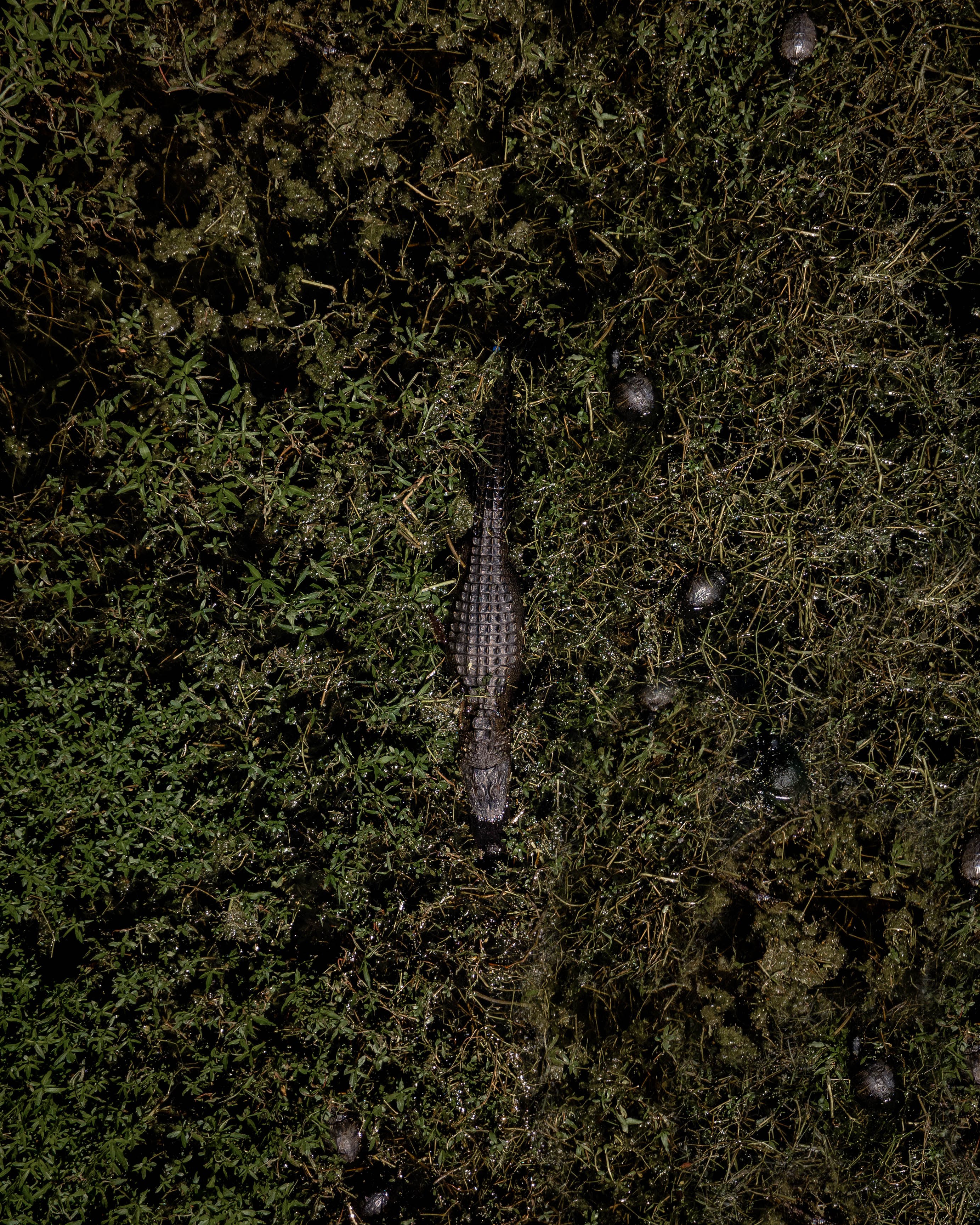 Camo