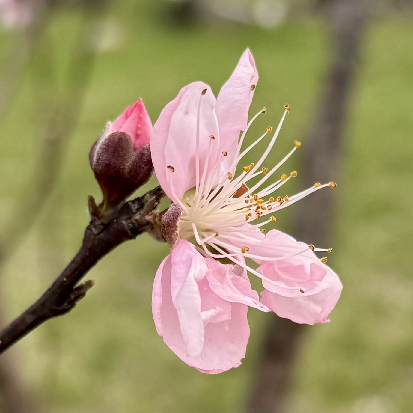 Plum Blossom