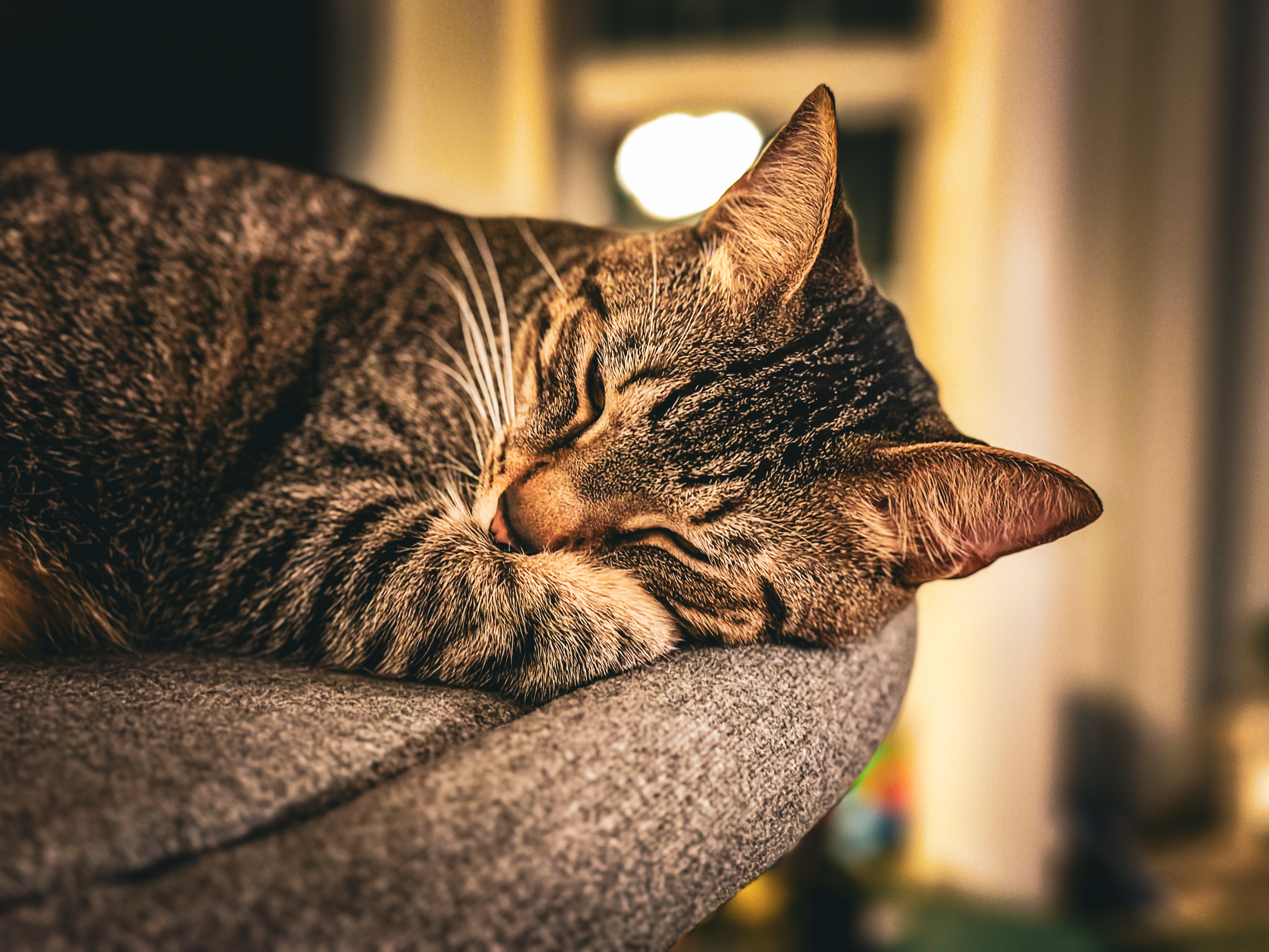 Catnap #9