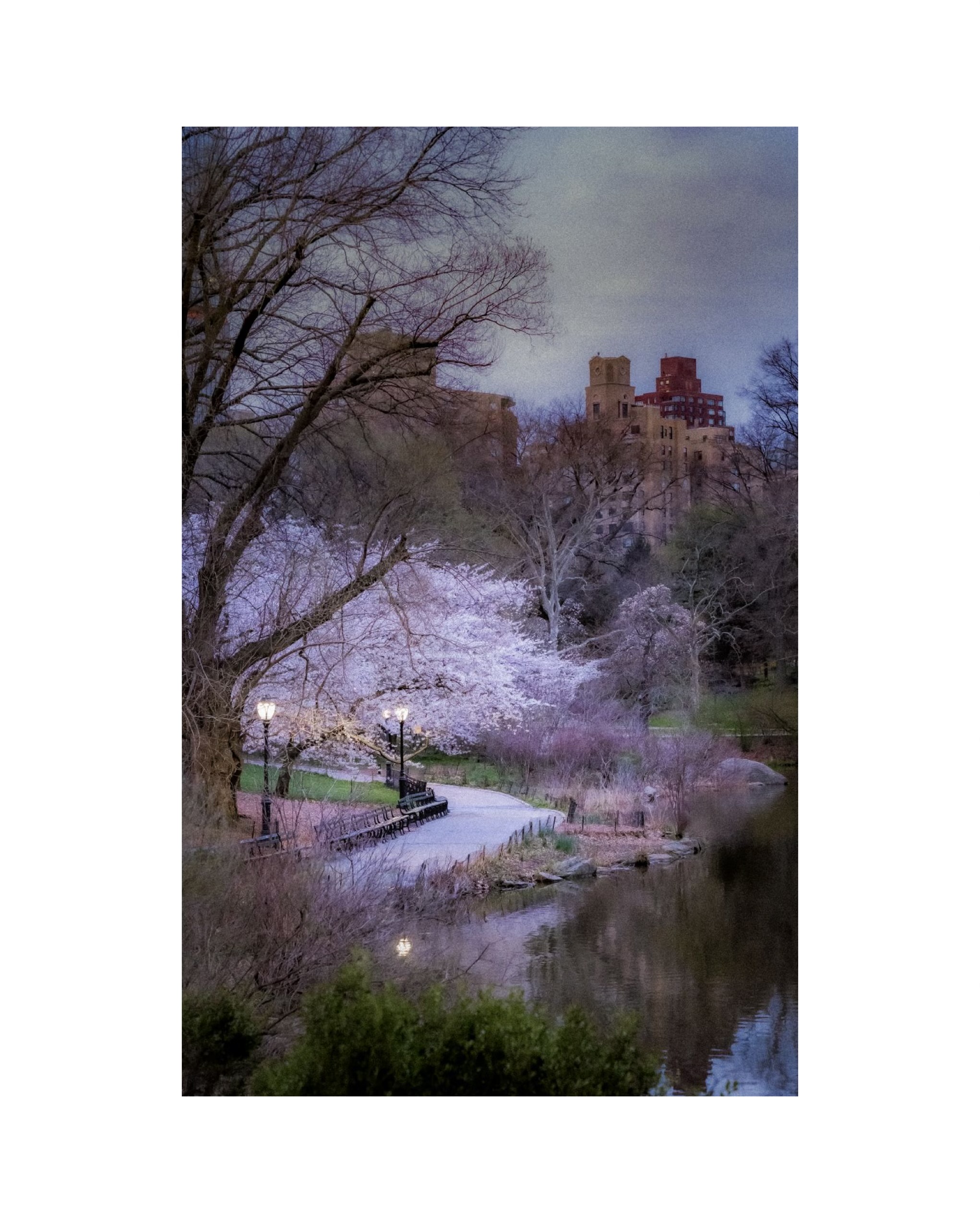 Central Park At Dusk