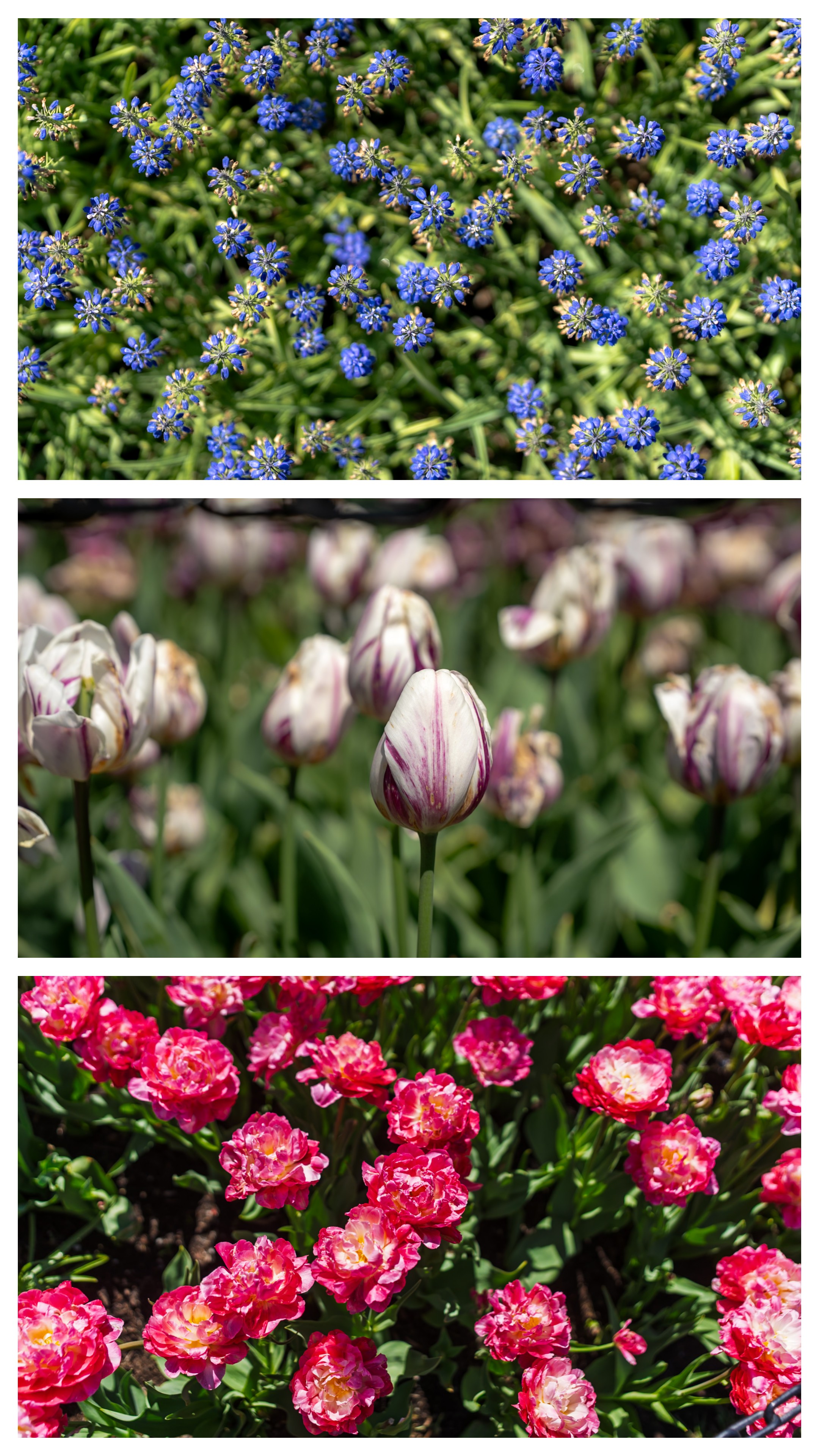 May Flowers