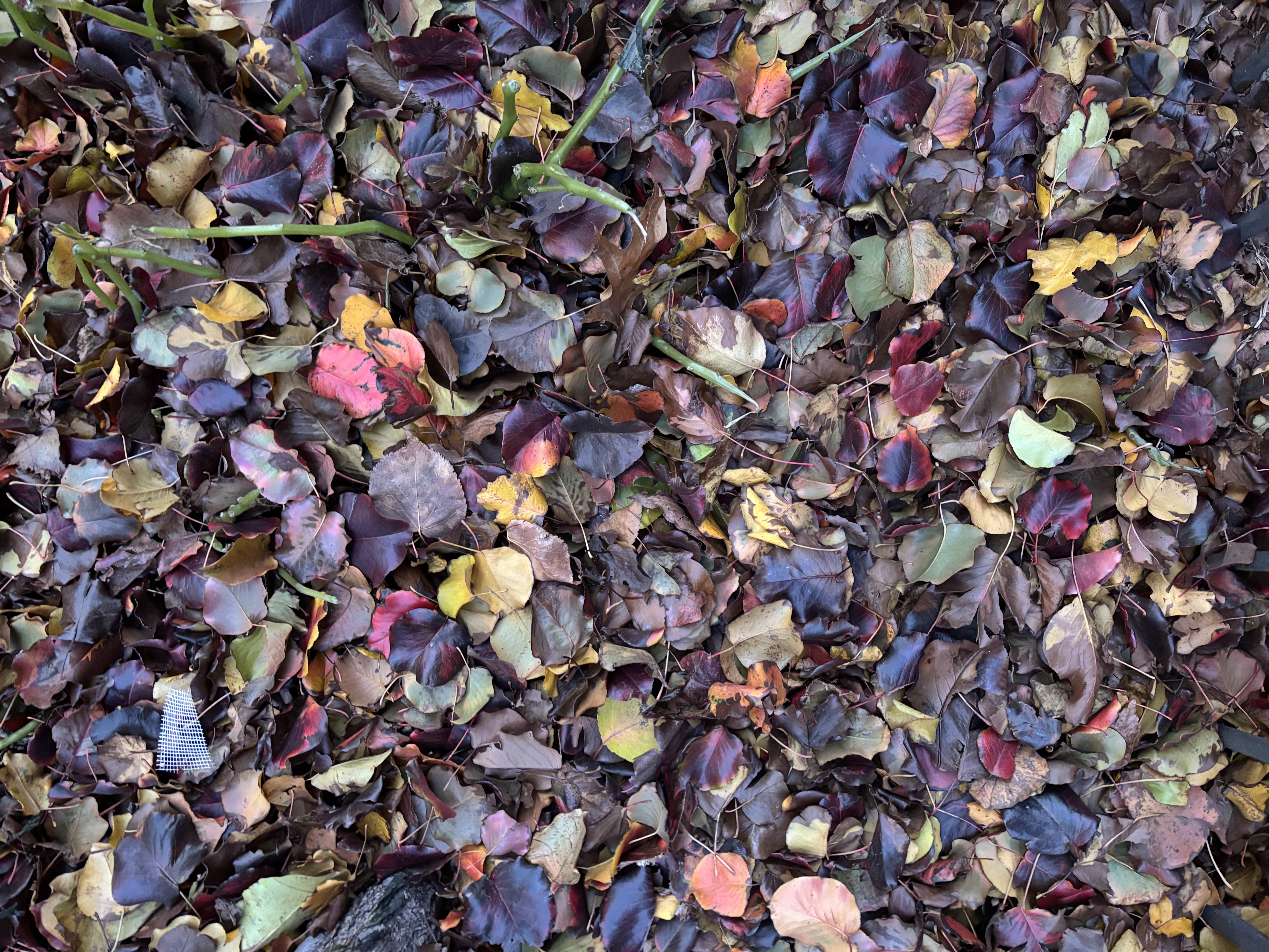 Leaves