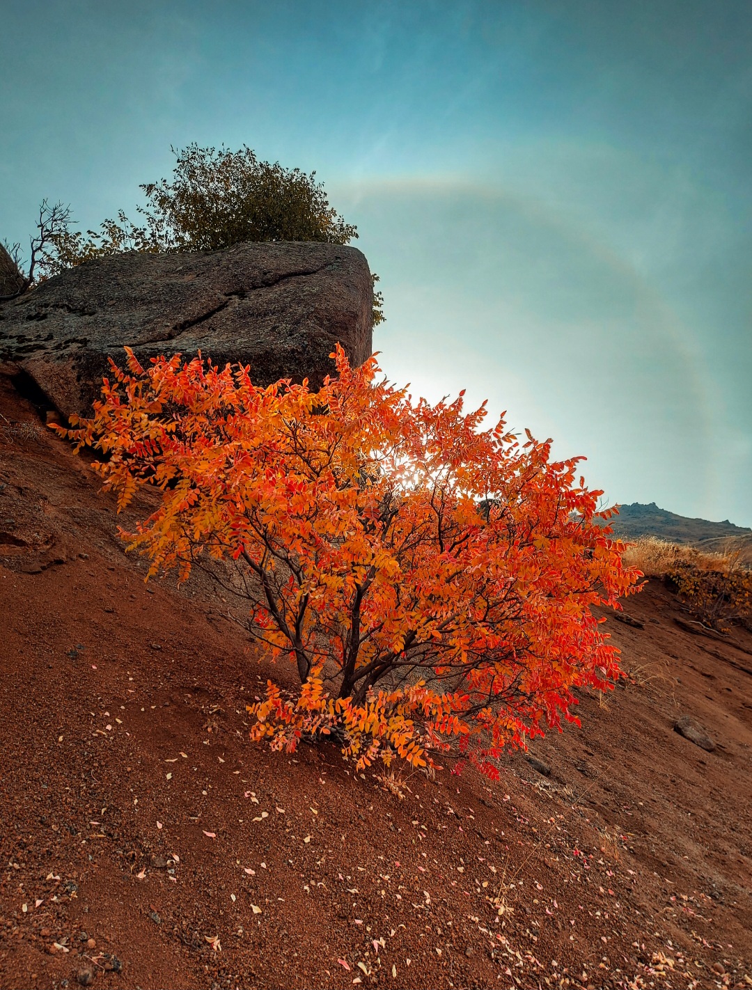 Russet Sumac
