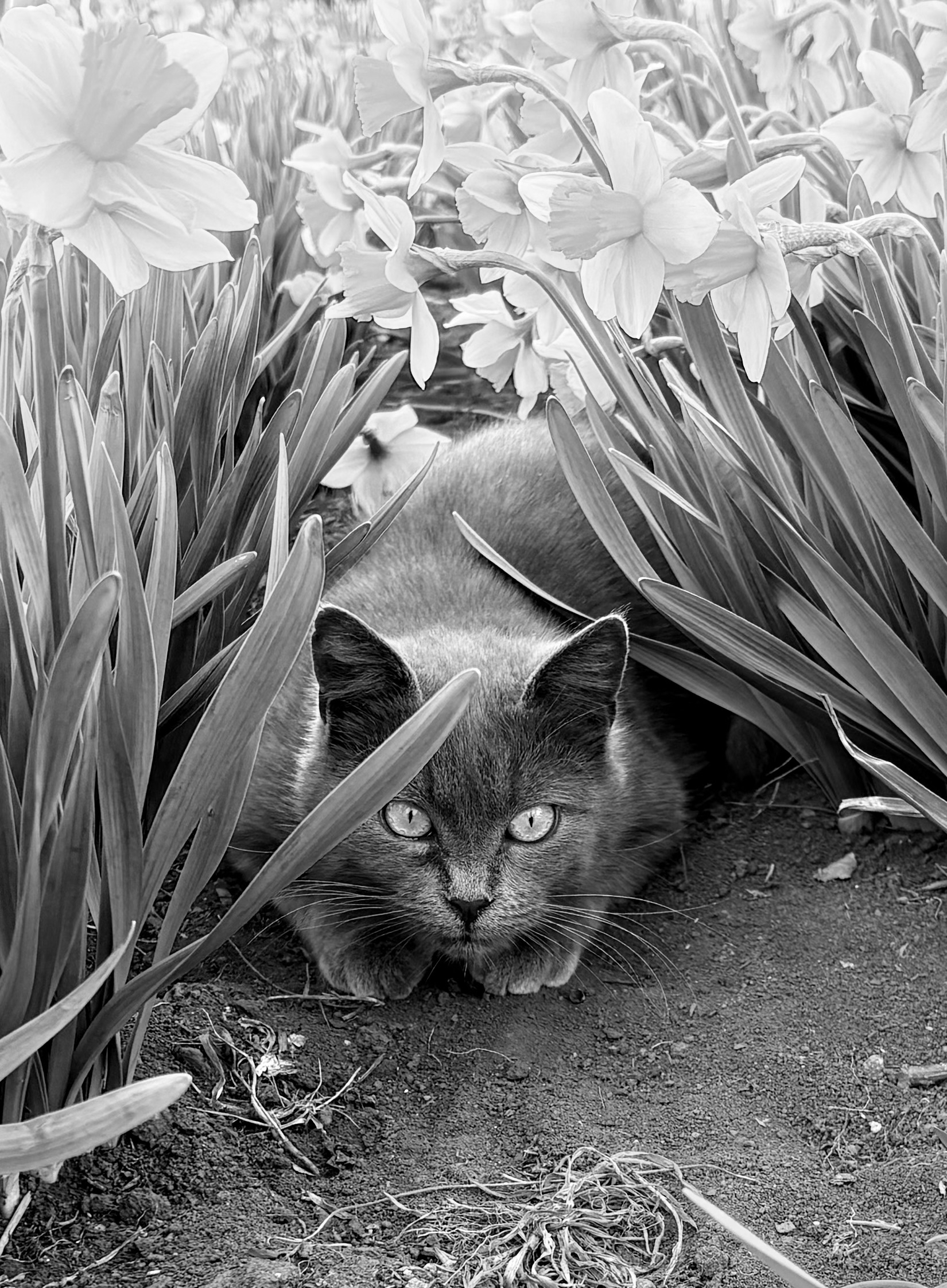 Predator on the hunt