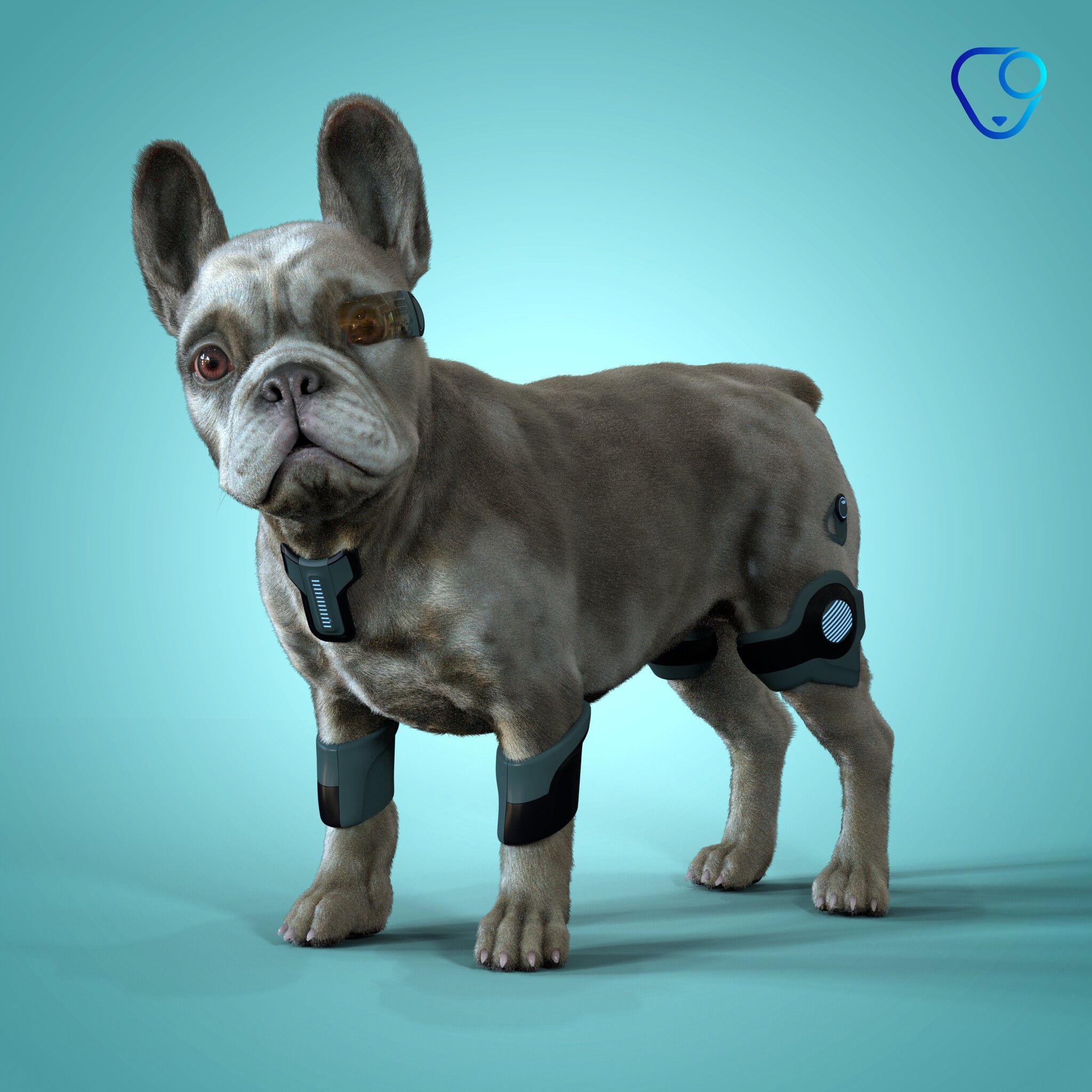 French Bulldog #665