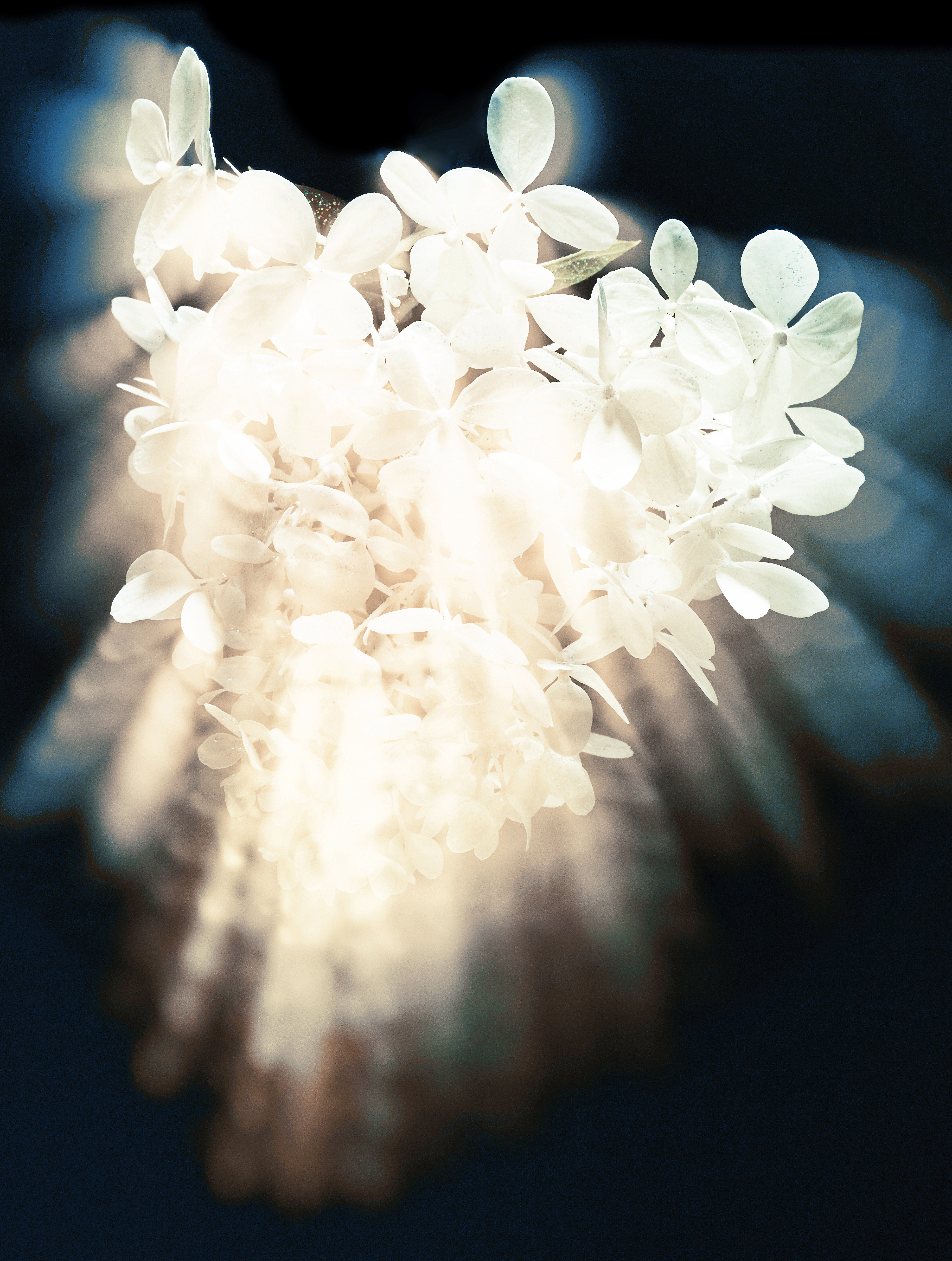 Corazón Blanco 