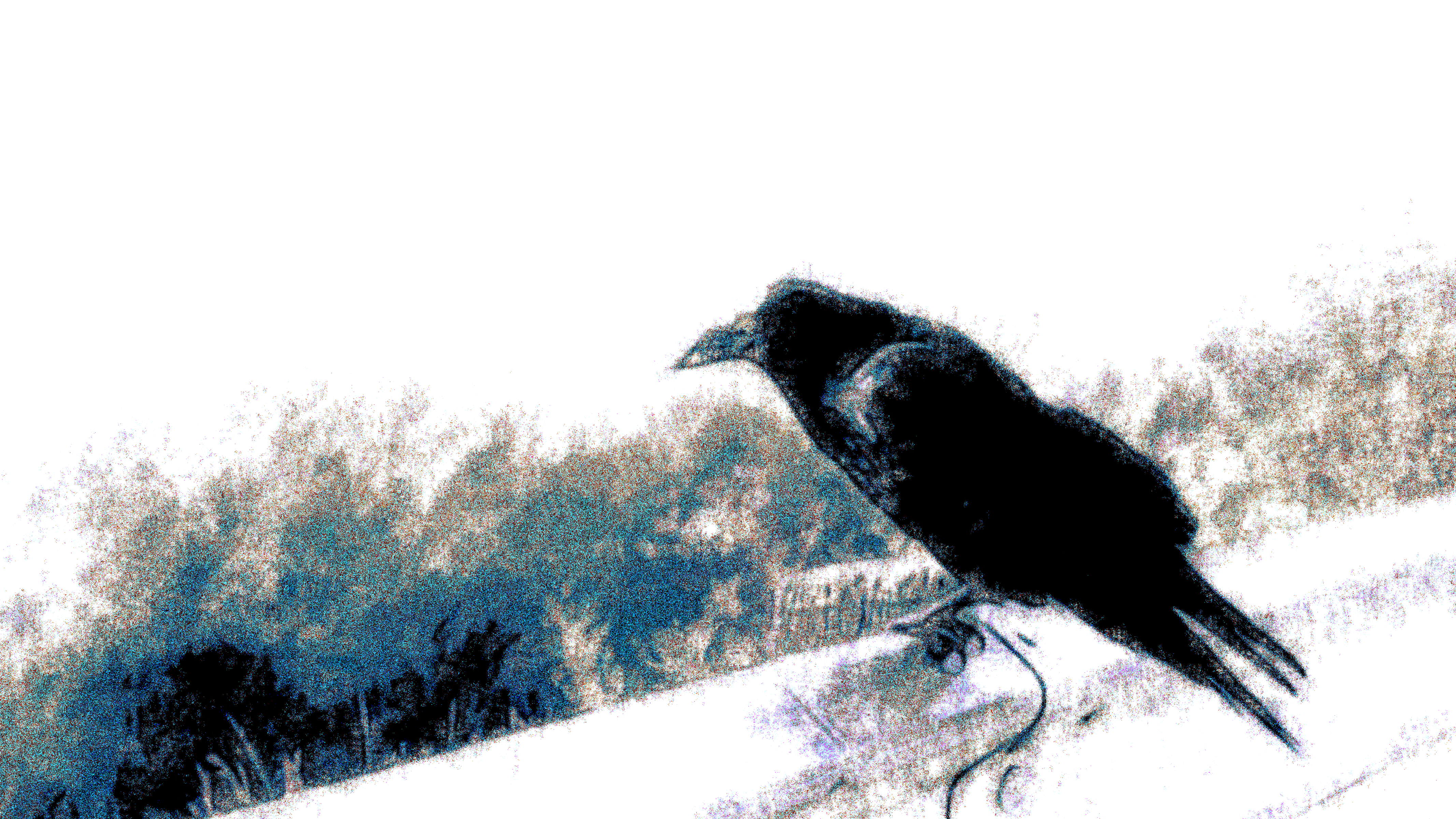 the raven