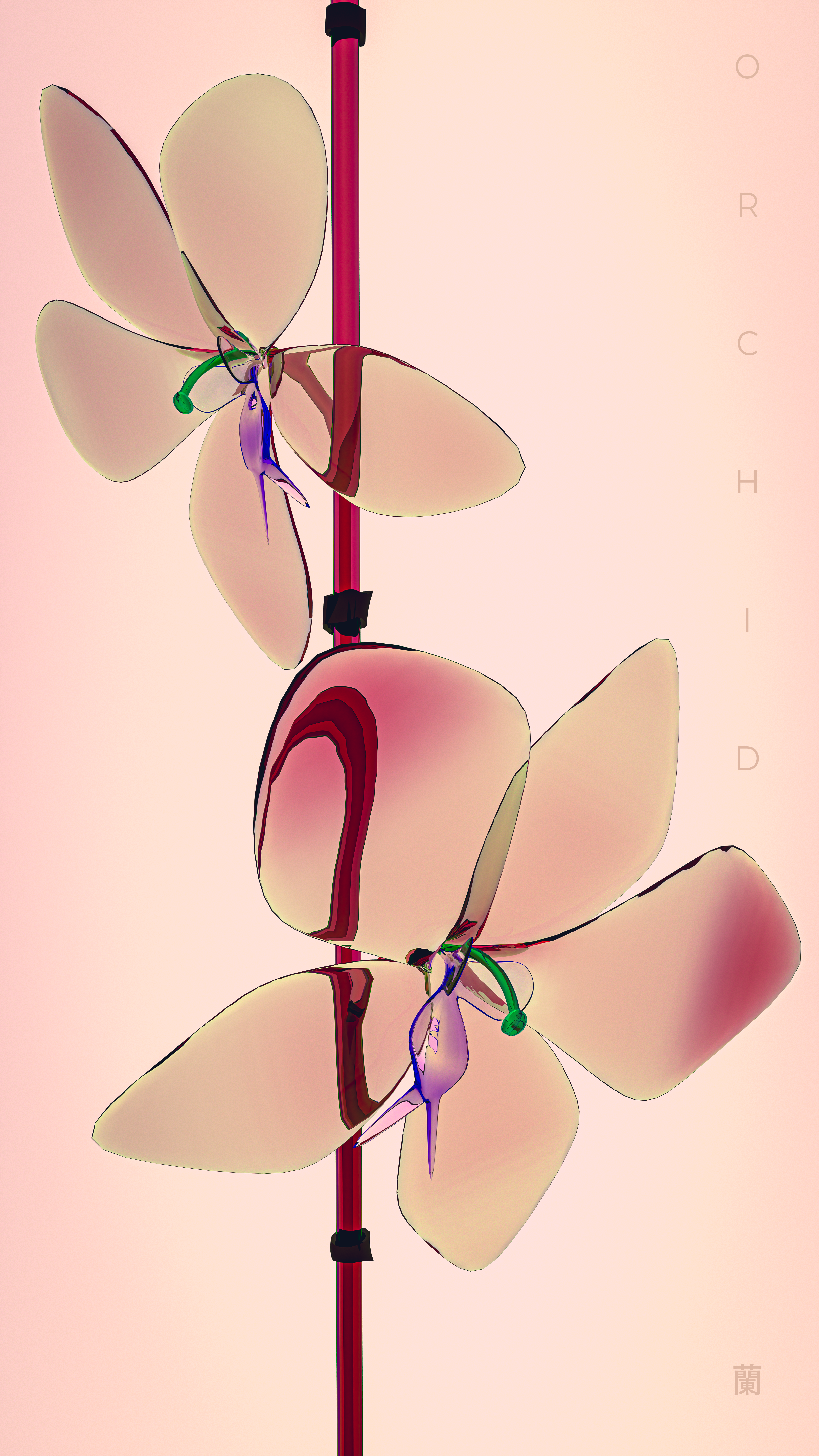 Orchid - 蘭 (Collector's Edition) #8/37