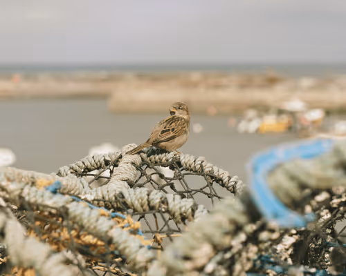 Whitby Sparrow