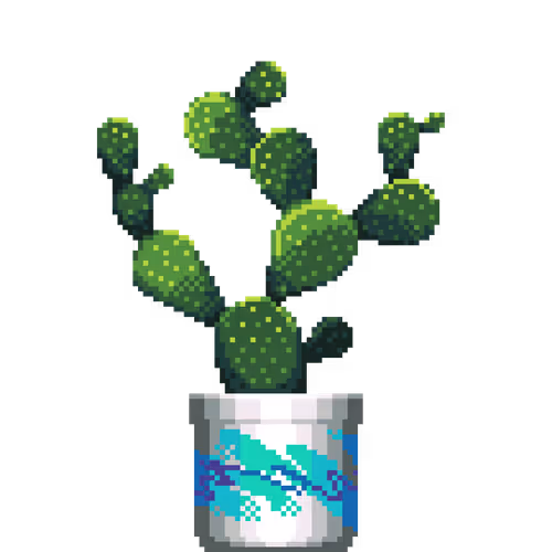 Bunny Ears Cactus in Large Jazz pot