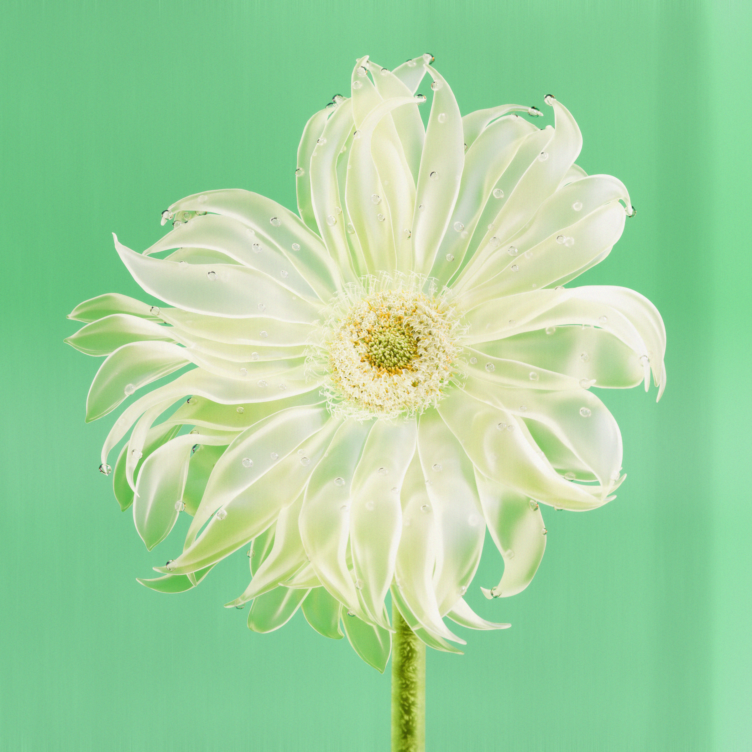 Flower #38 by Olivia Pedigo