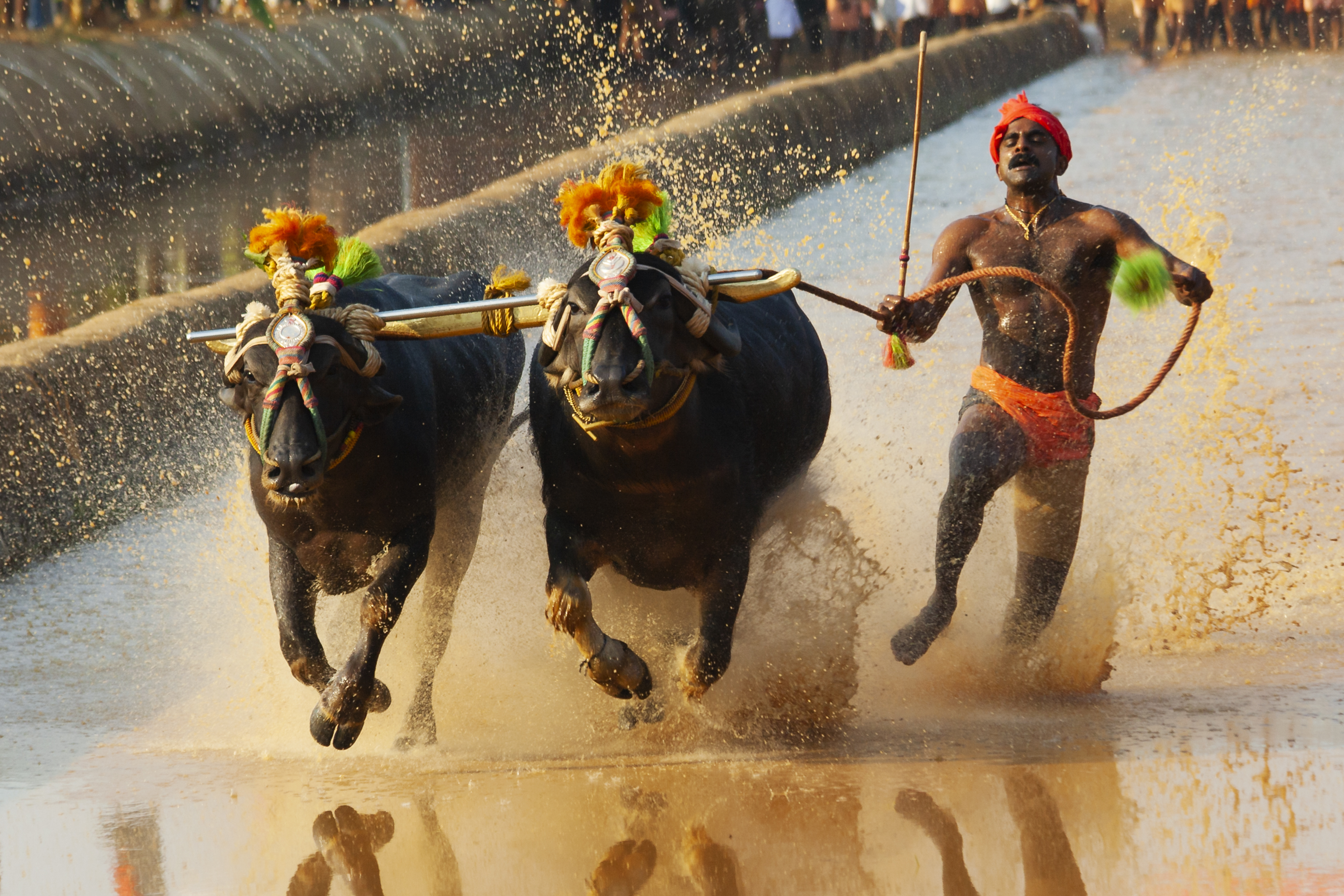 KAMBALA – THE SPRINT OF BULLS