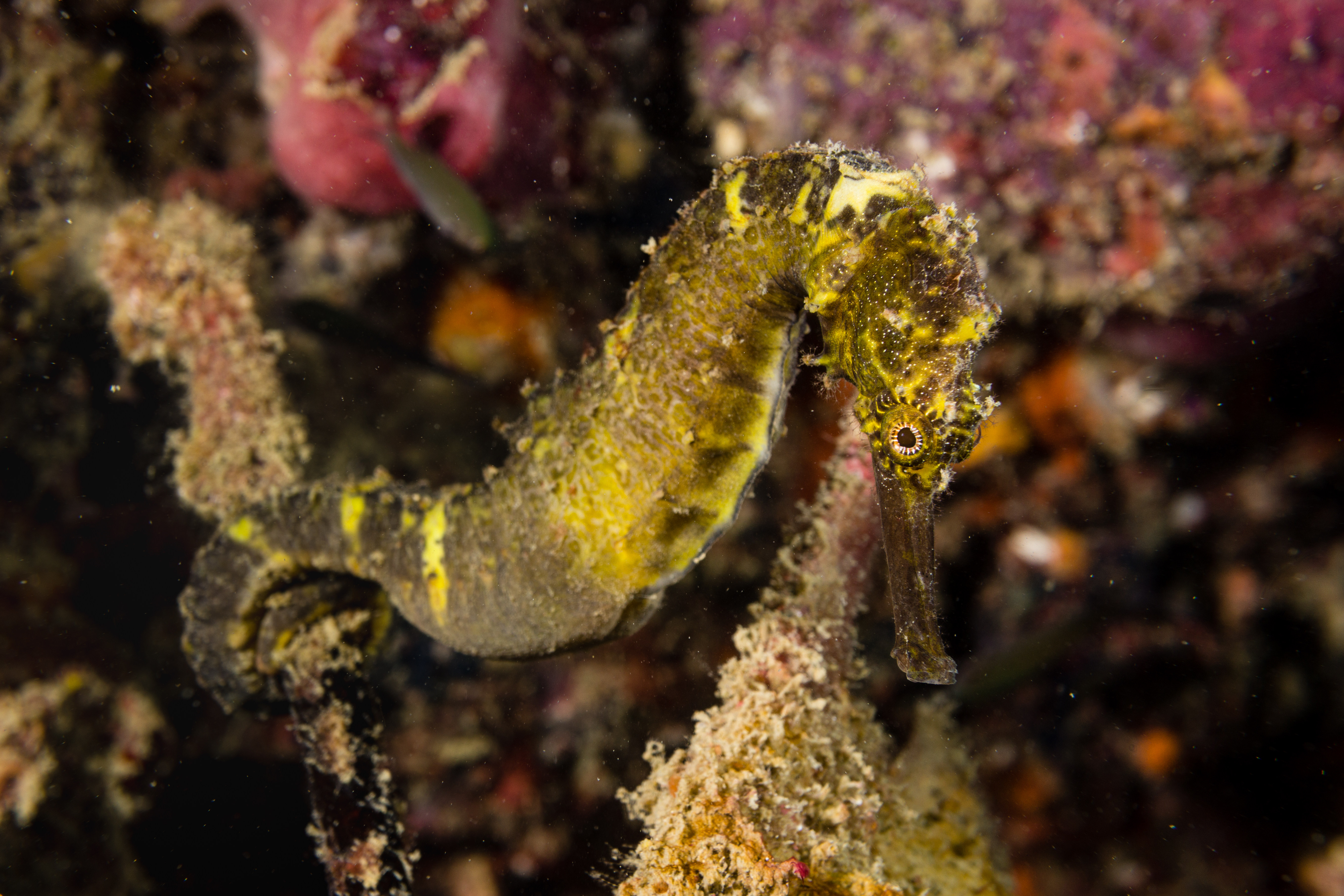 Pregnant Seahorse Father