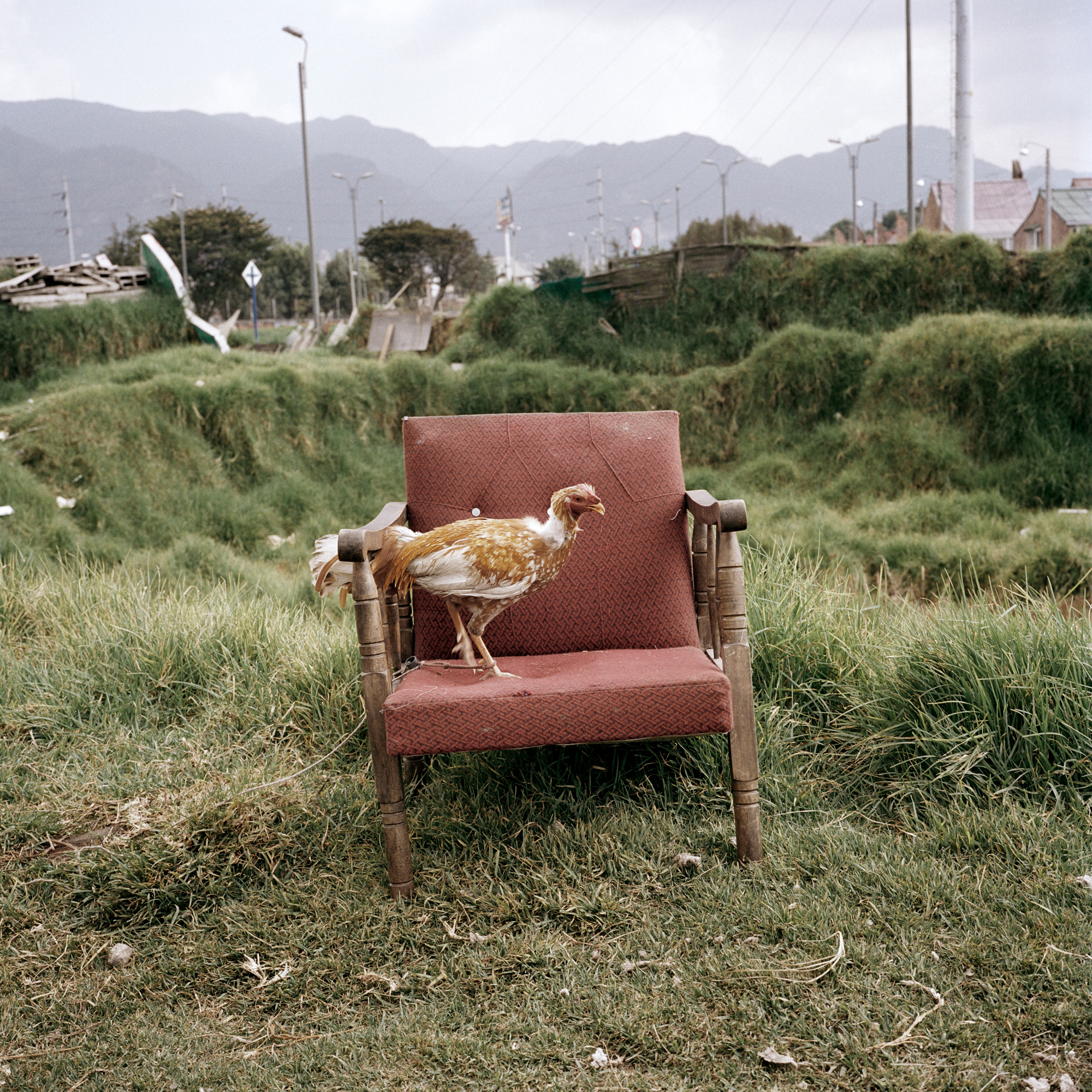 Dog Days, Bogotá #26