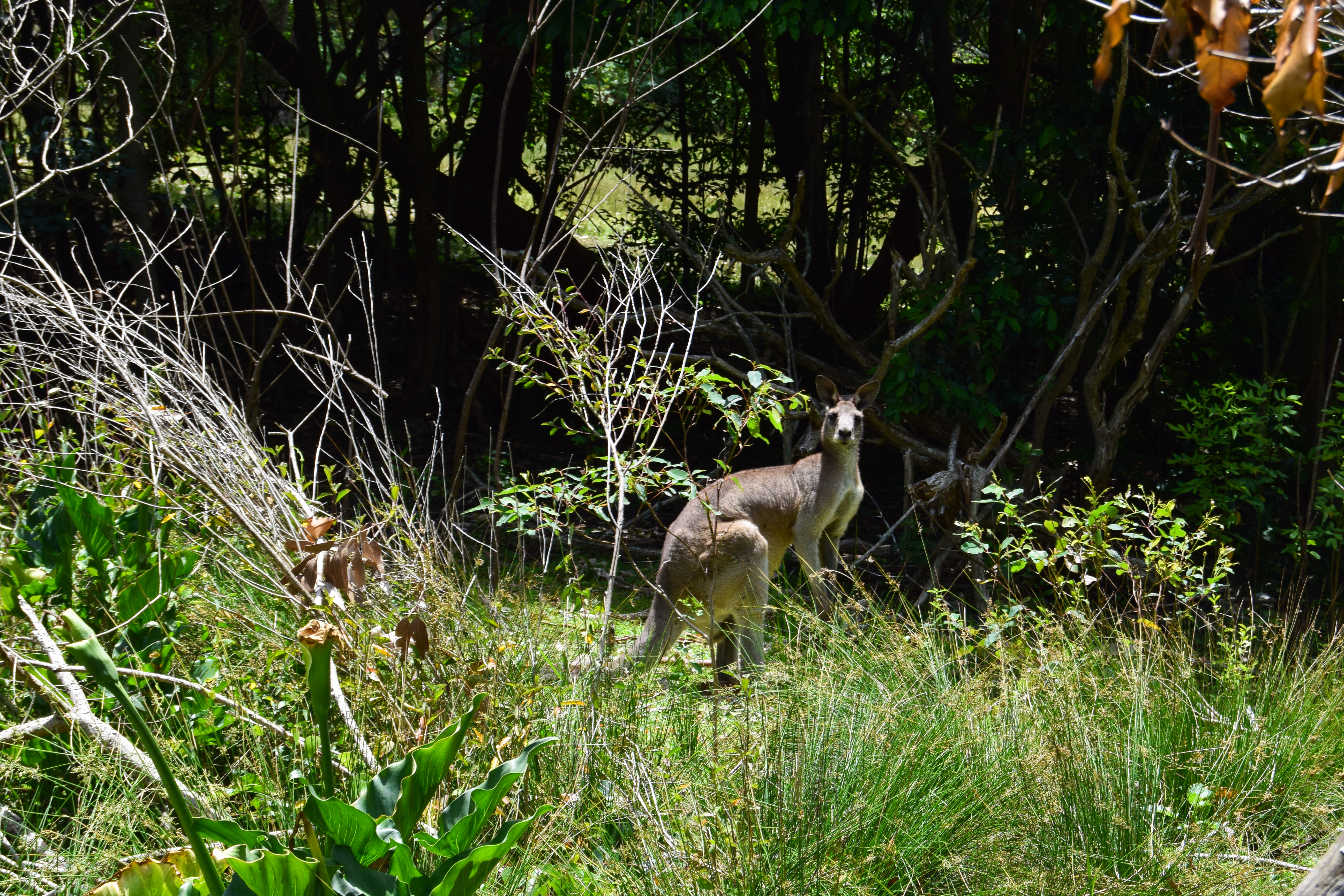 Wild Australia #6