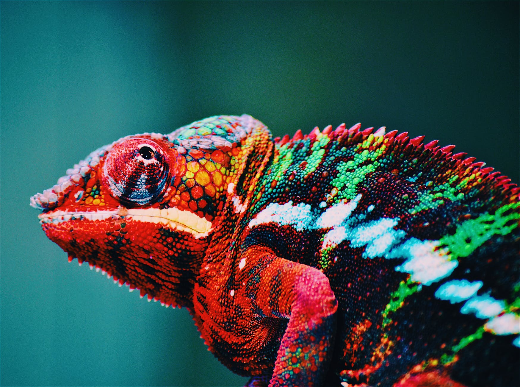 colorboy