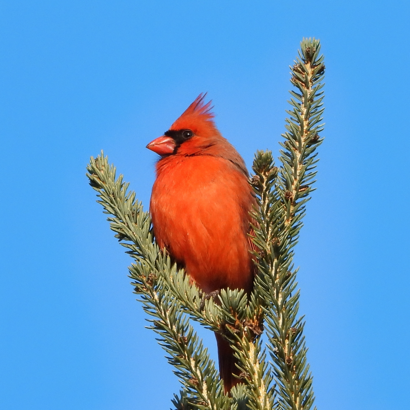 Treetop Cardinal
