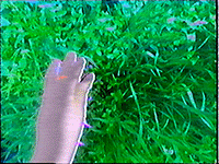toucher de l'herbe #6/30