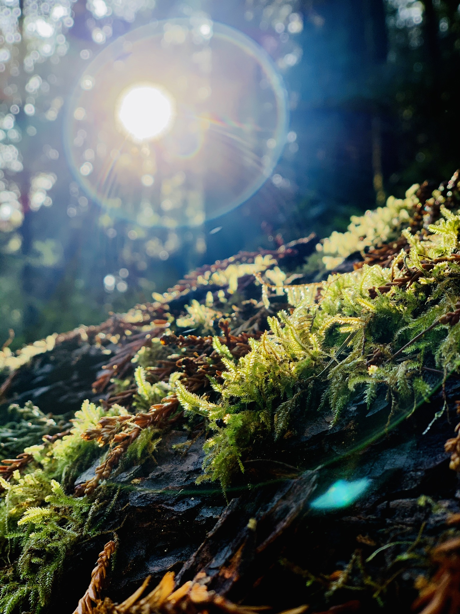 Wilderness
