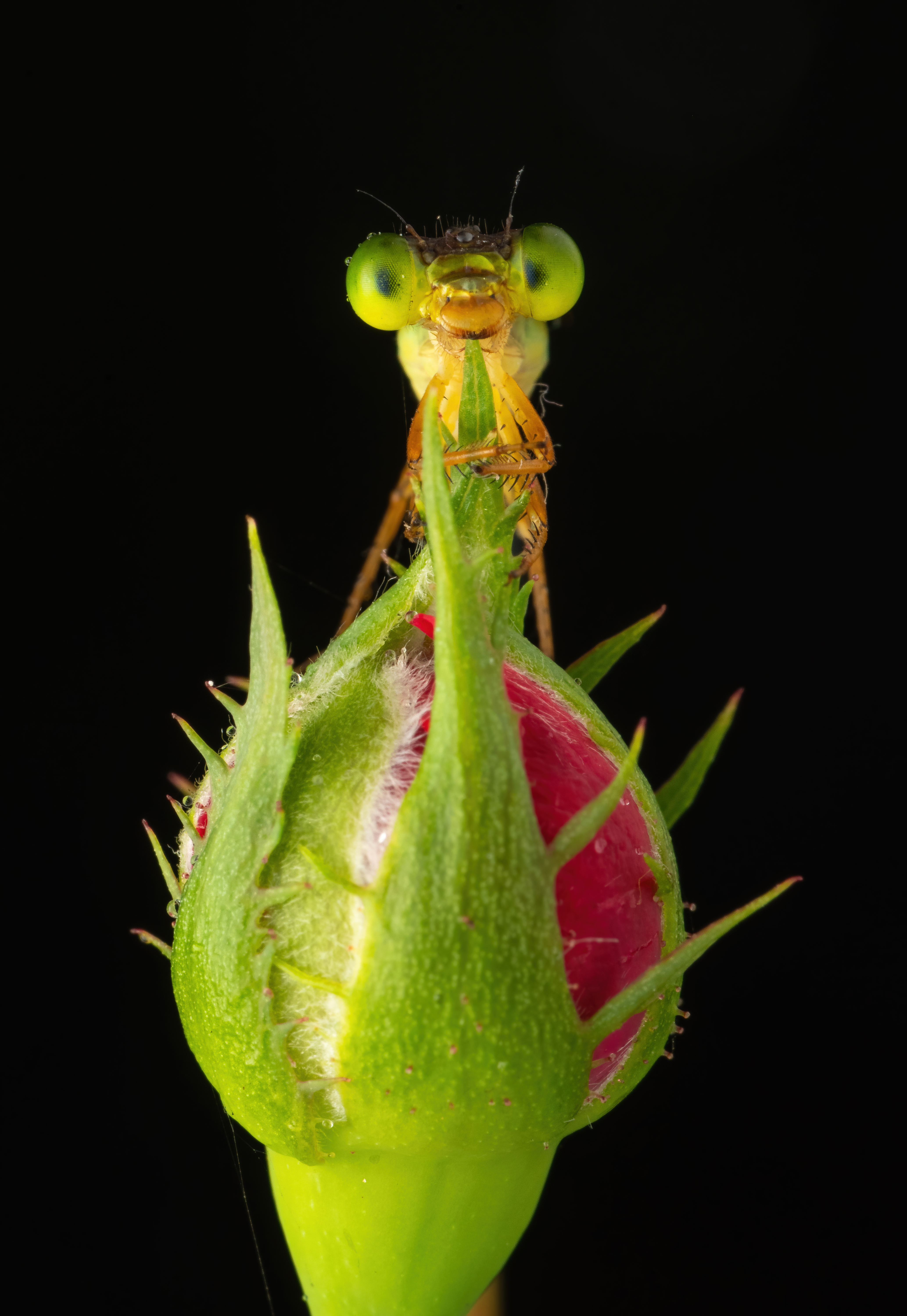 The Curious Cutie