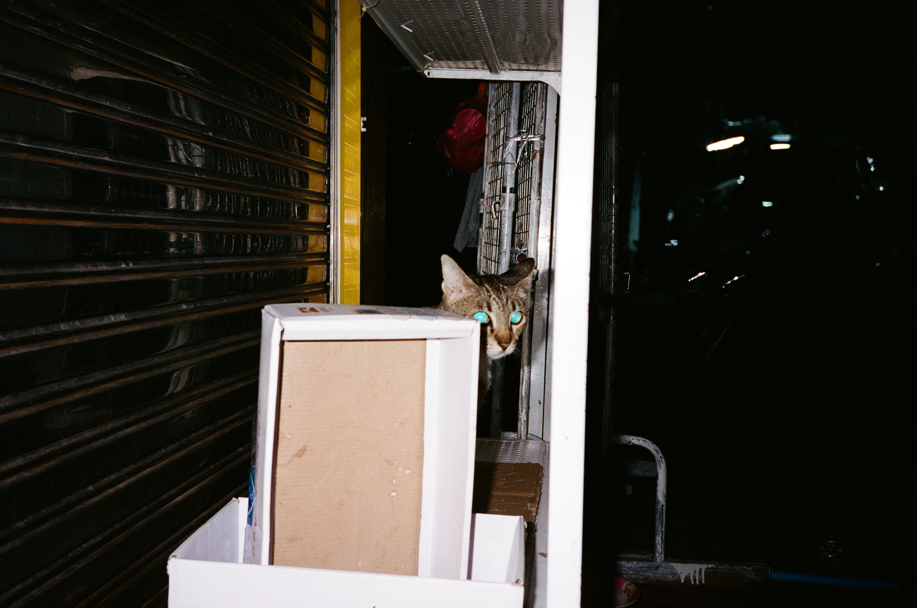 meow 02