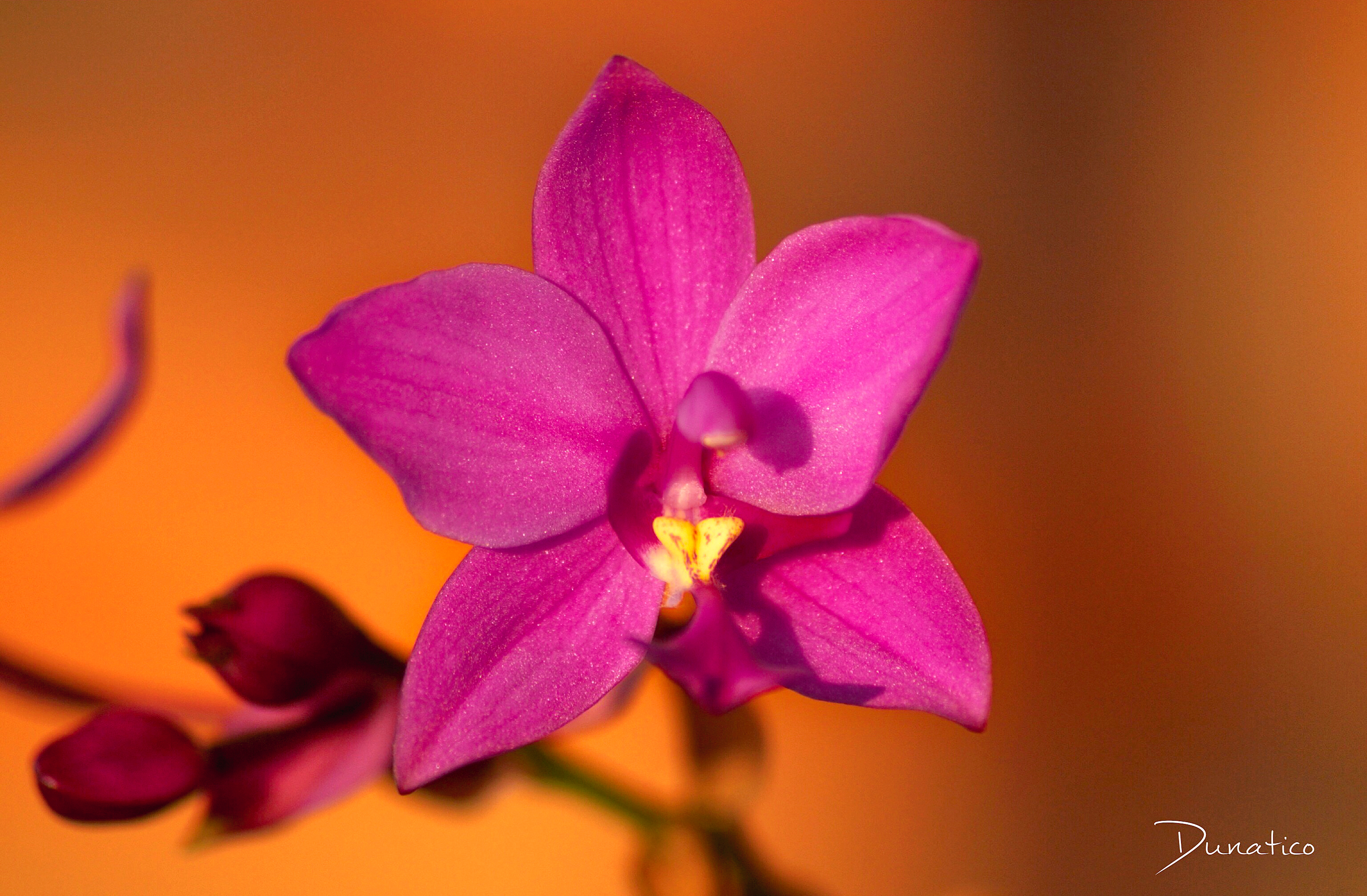 Purple Passion Ground Orchid (Spathoglottis x hybridum)
