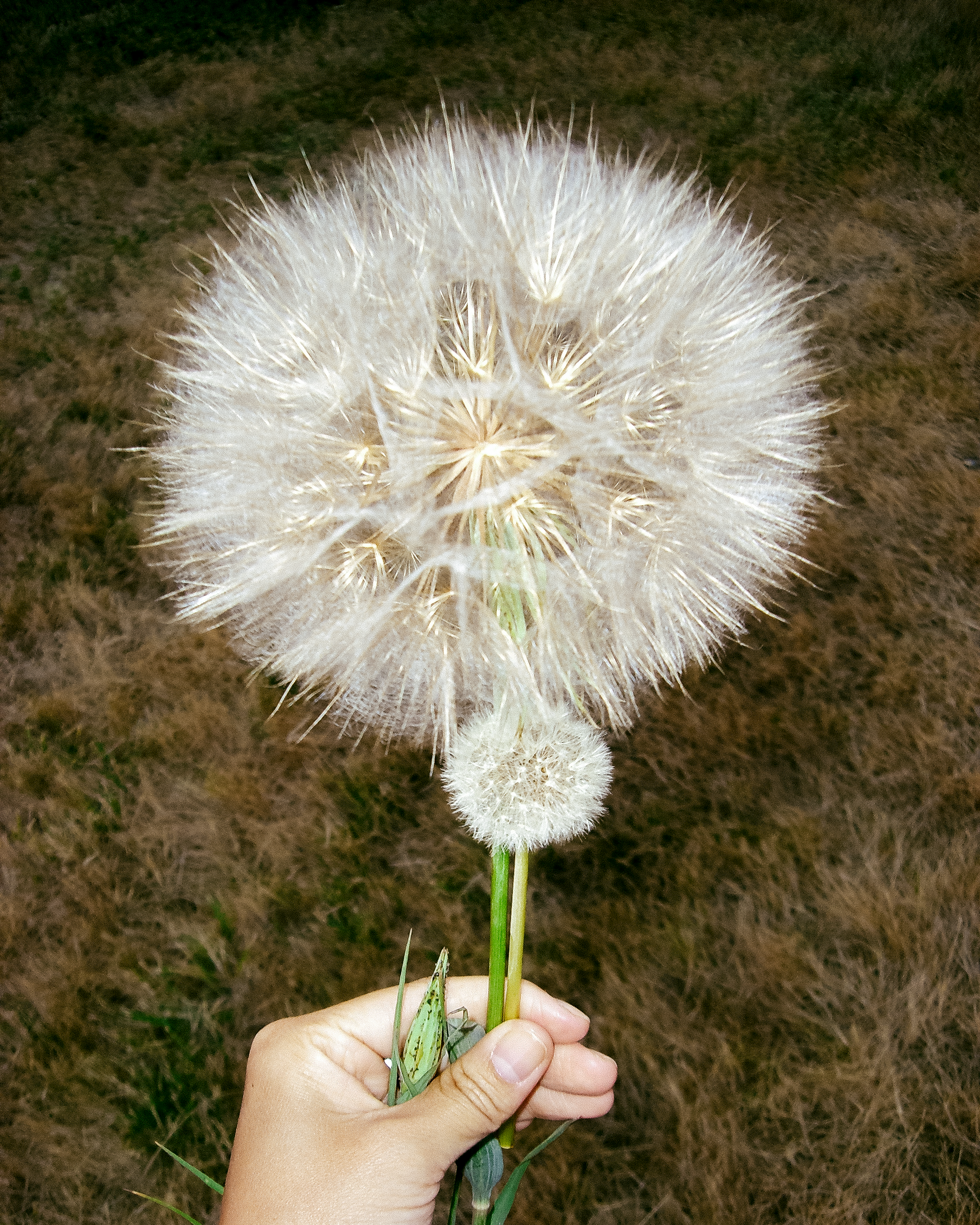 The Dandelion