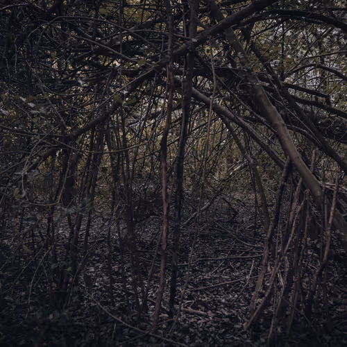 The nest