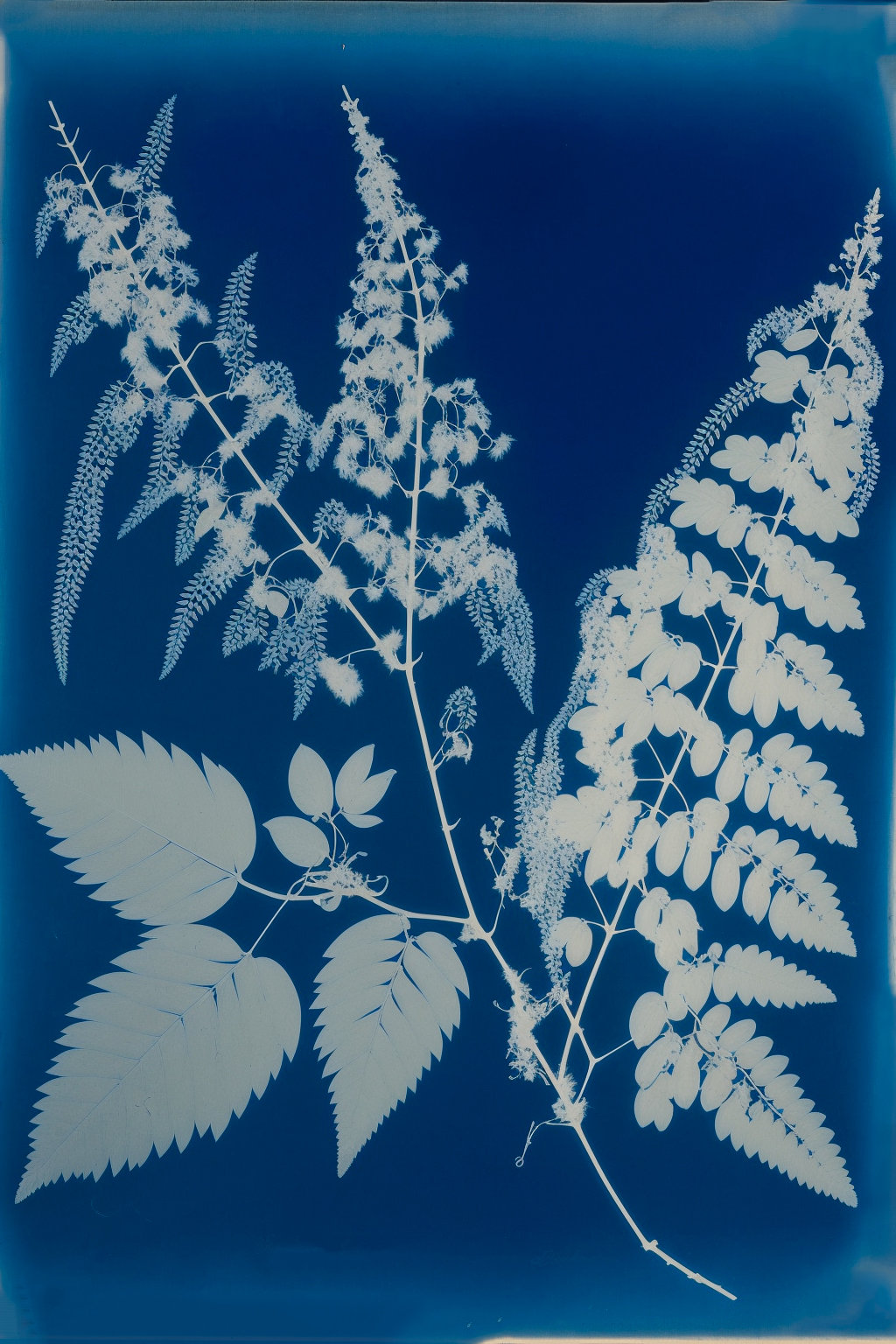 Garden Specimens, Photogenic Drawing (cyanotype), 1843