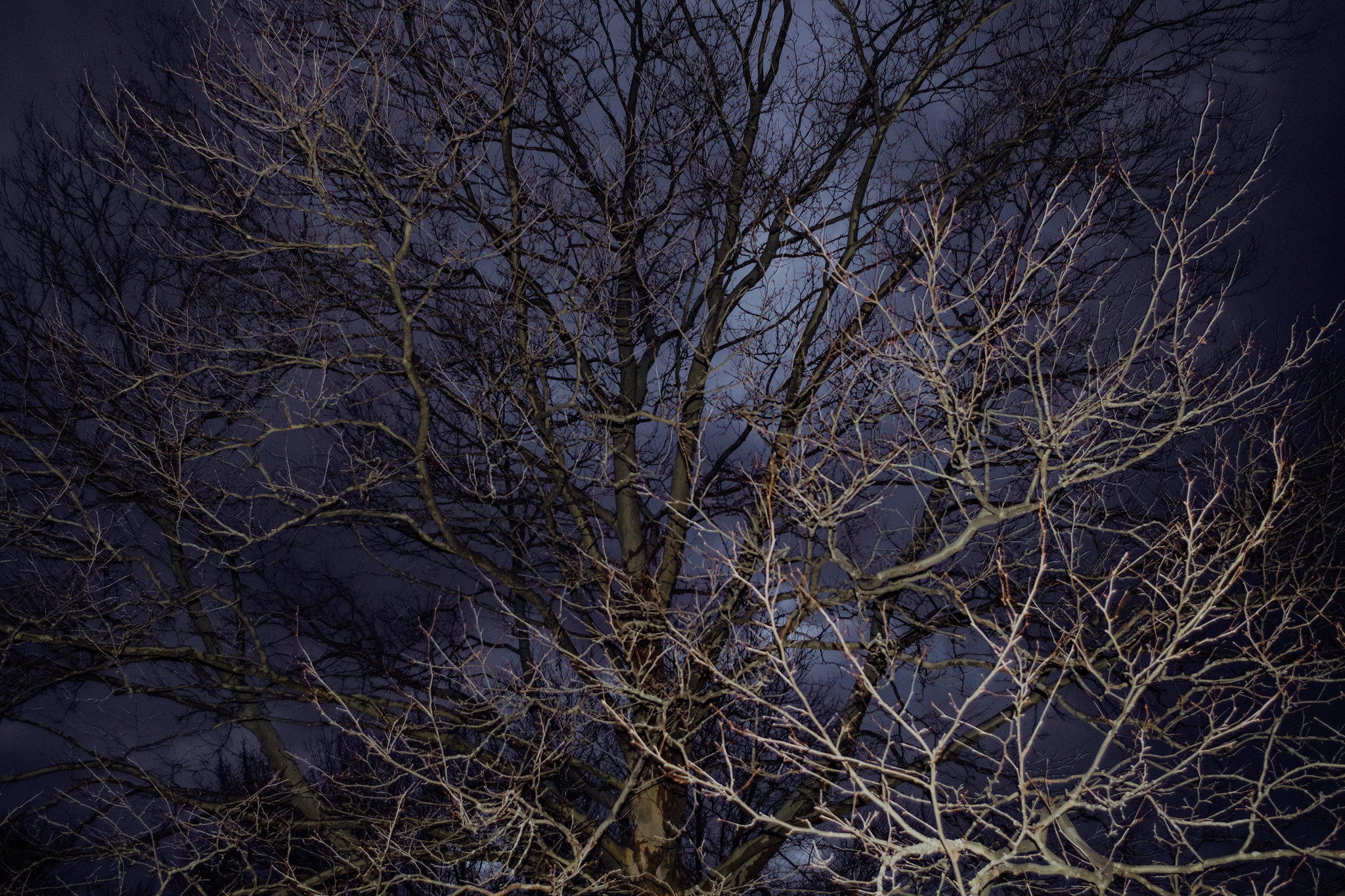 Wraiths/Swamp Grass #2