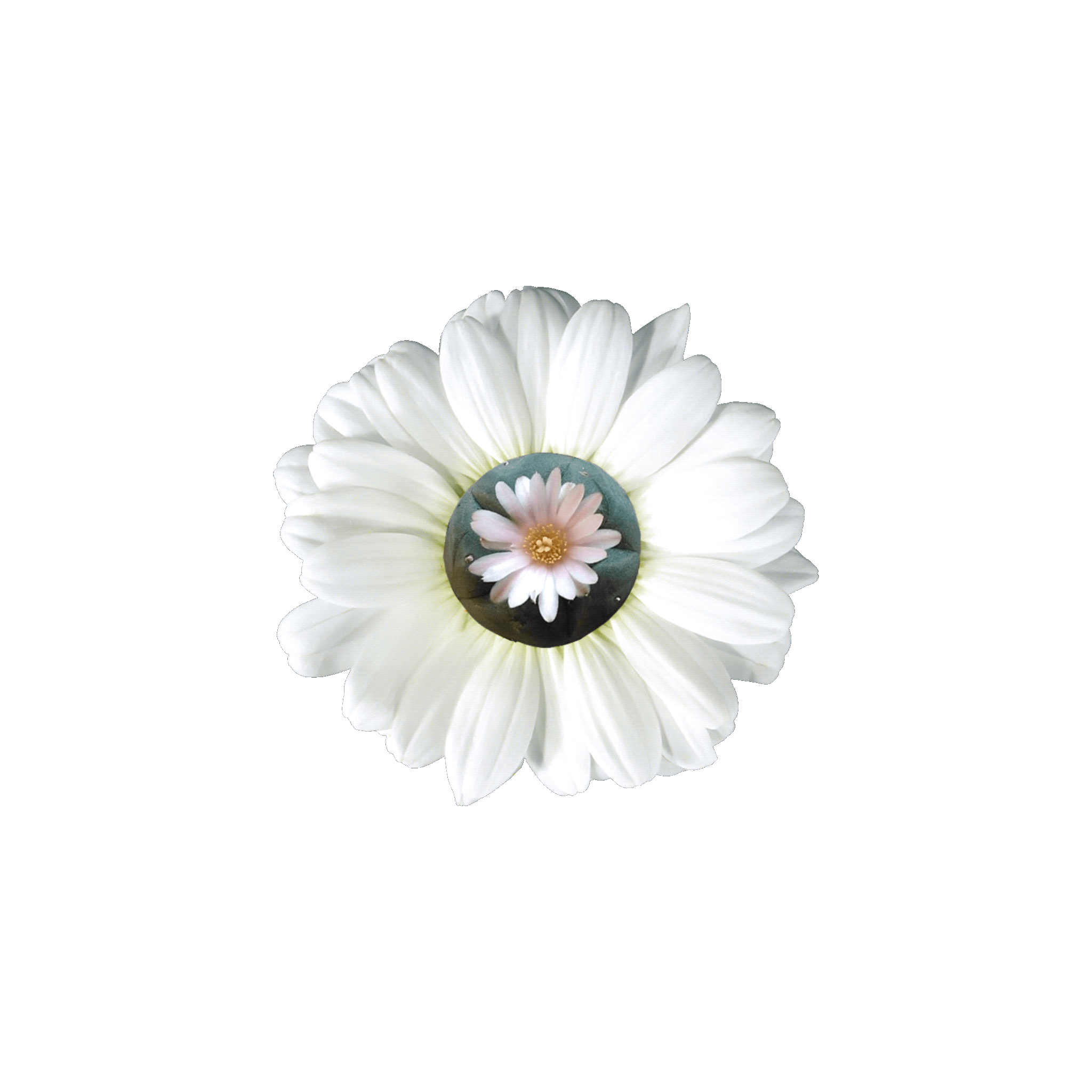 Peyote Flower