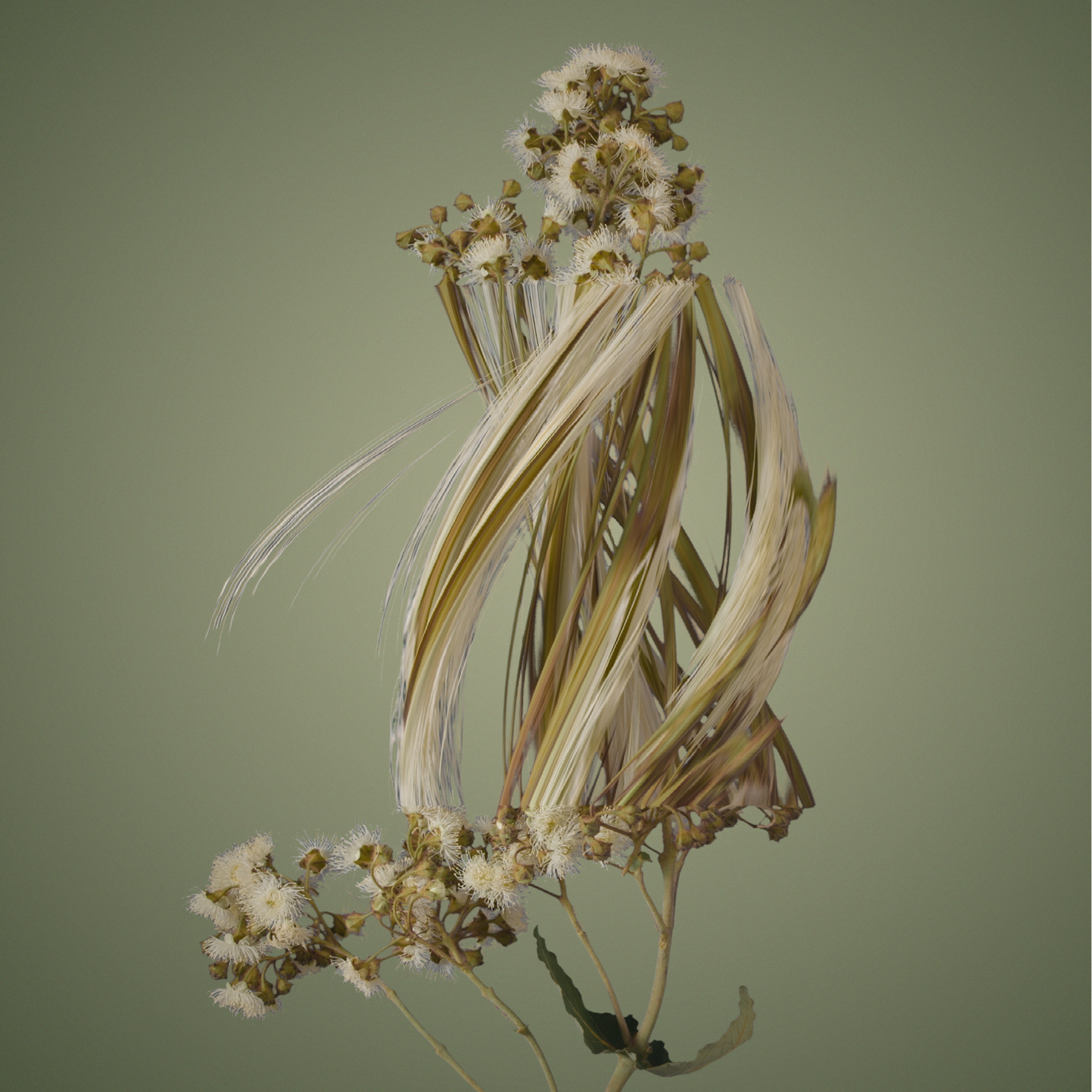 Eucalyptus bridgesiana, in motion