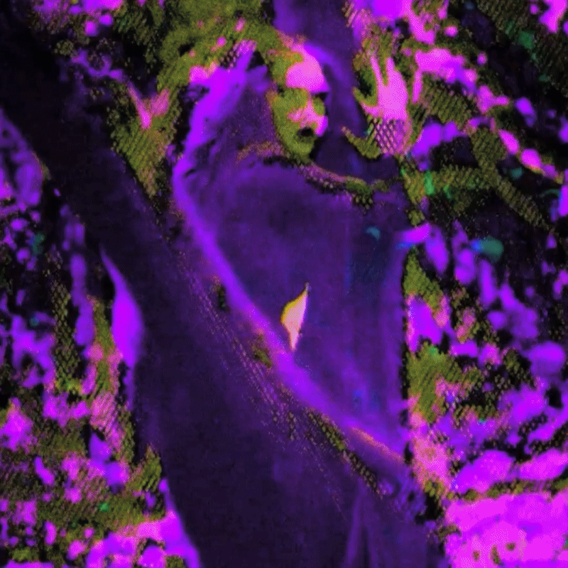 Hide