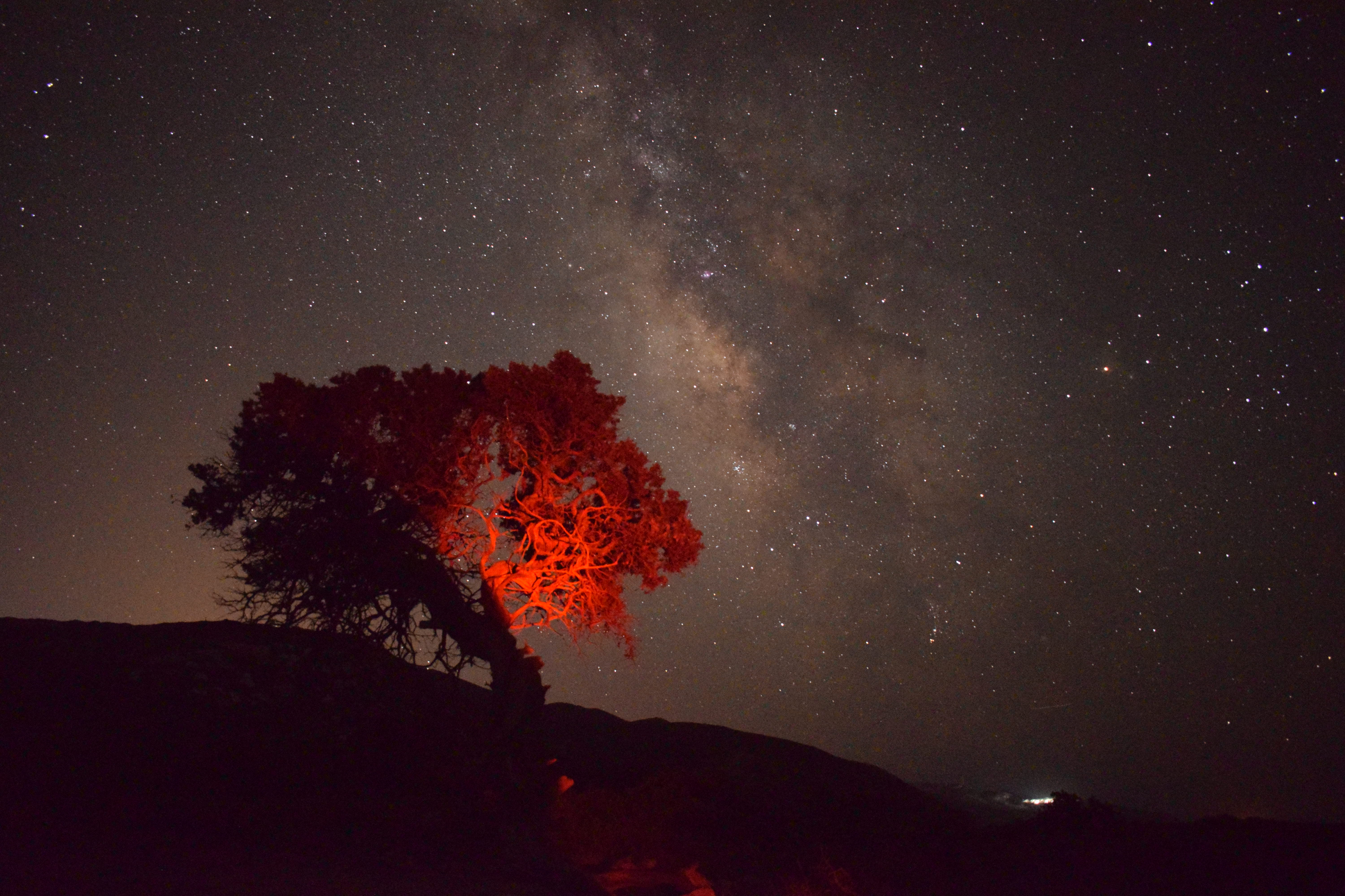 The Bloody Tree