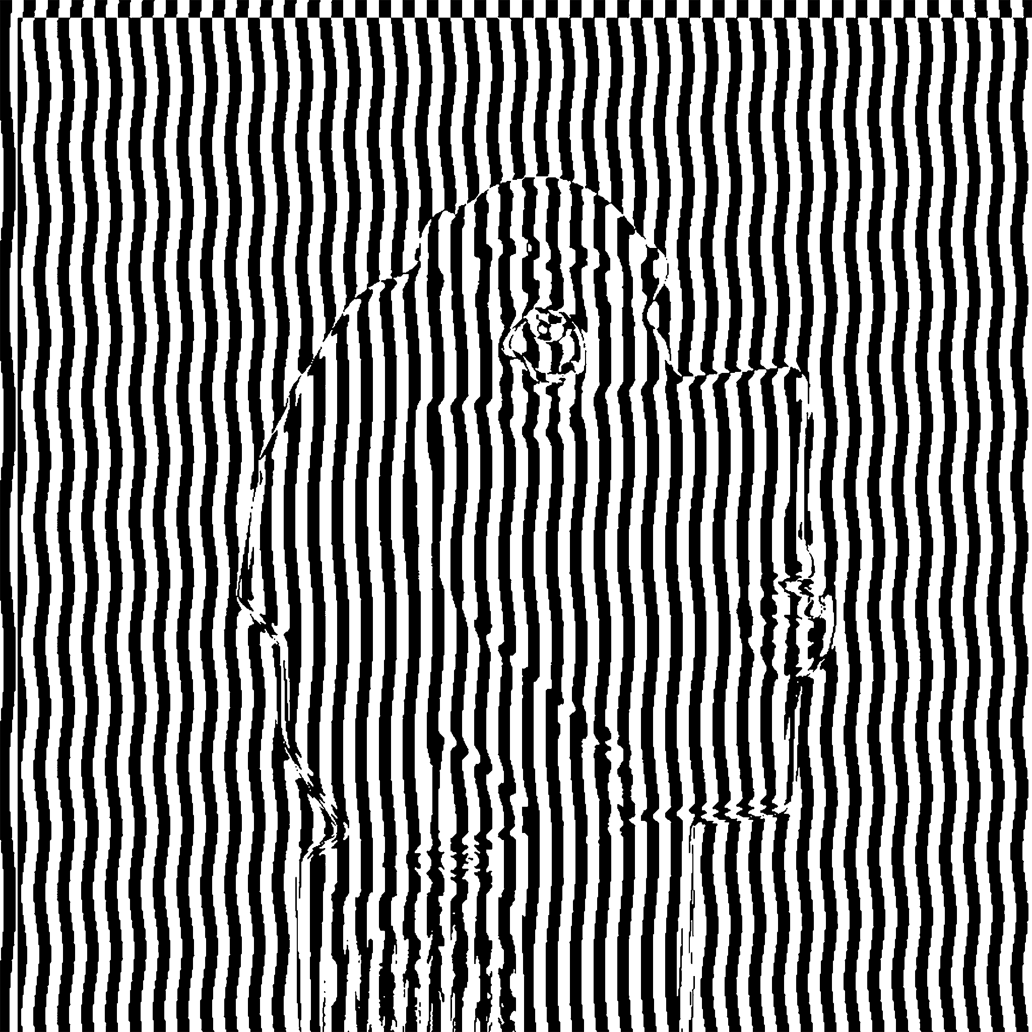 Zebrawarp